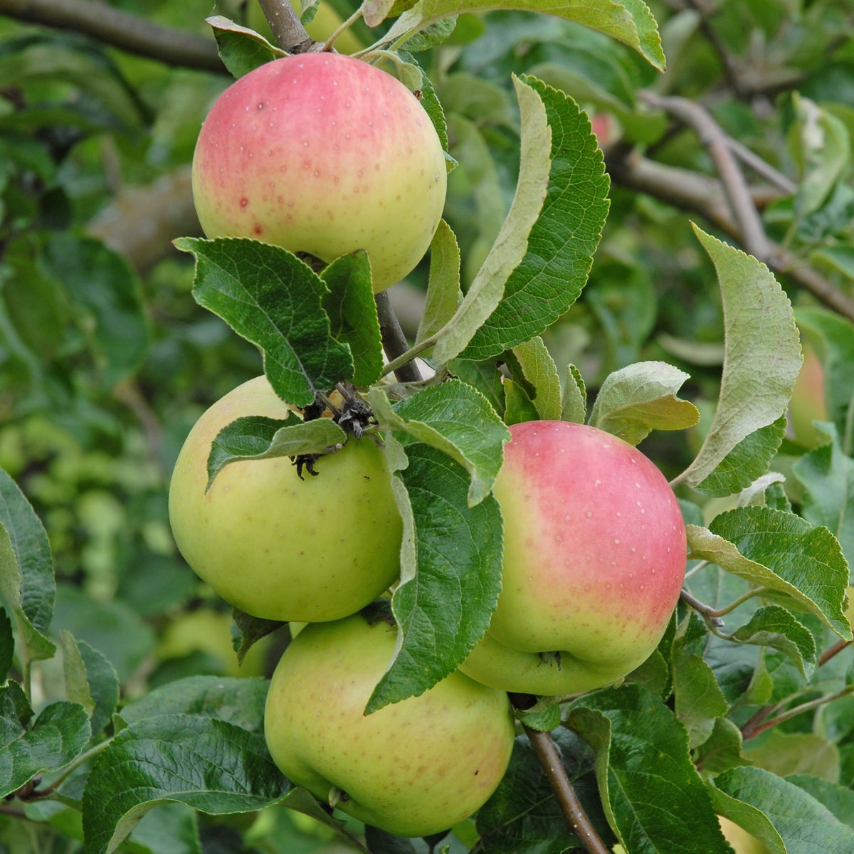äpple 'Filippa'