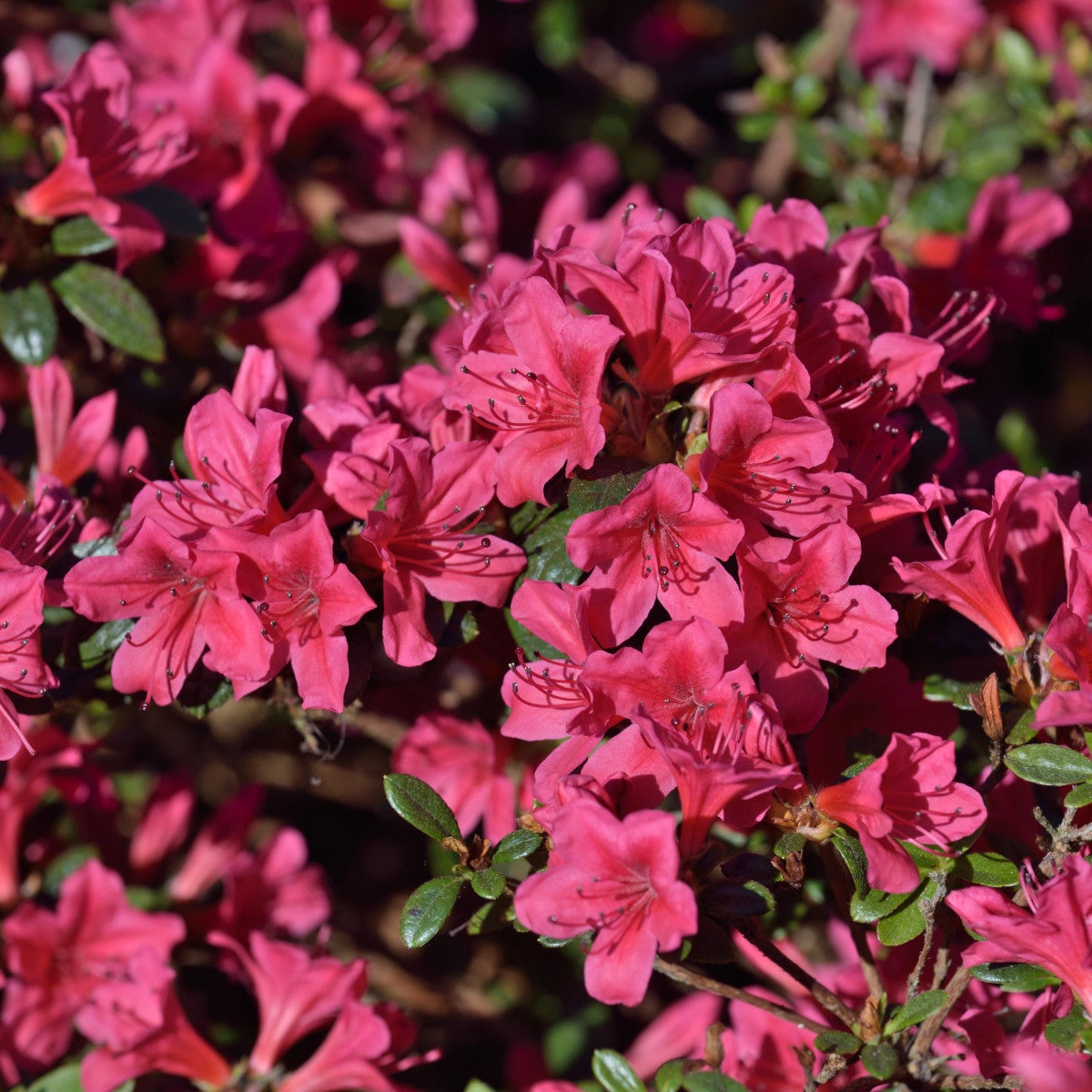 japansk azalea 'Kermesinum'