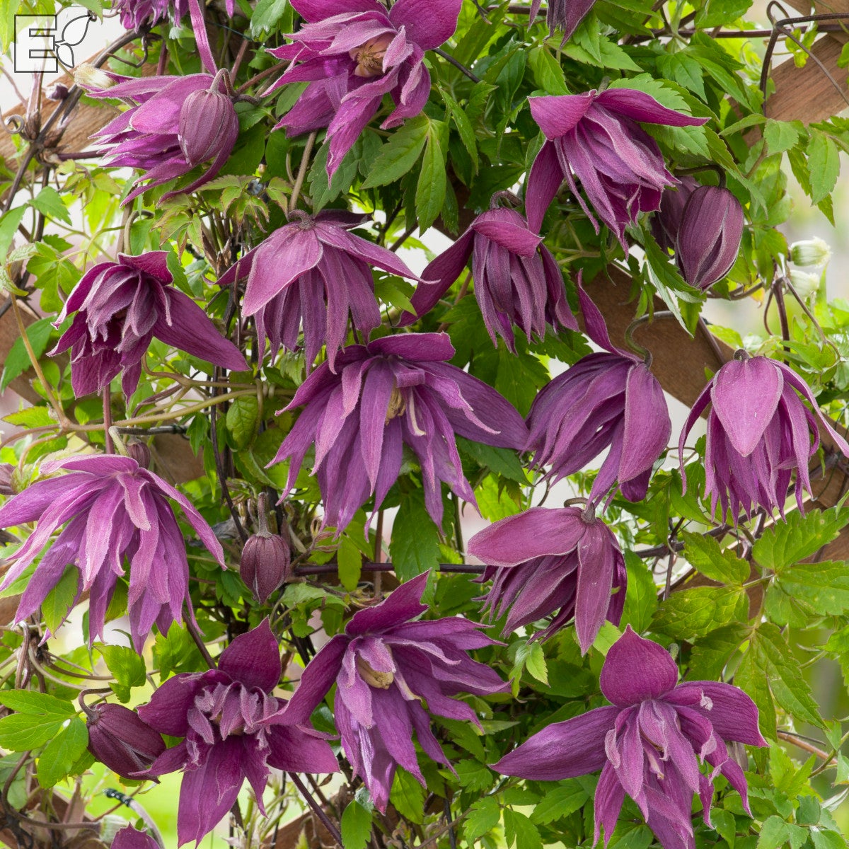 atragene-klematis Kajsa® E