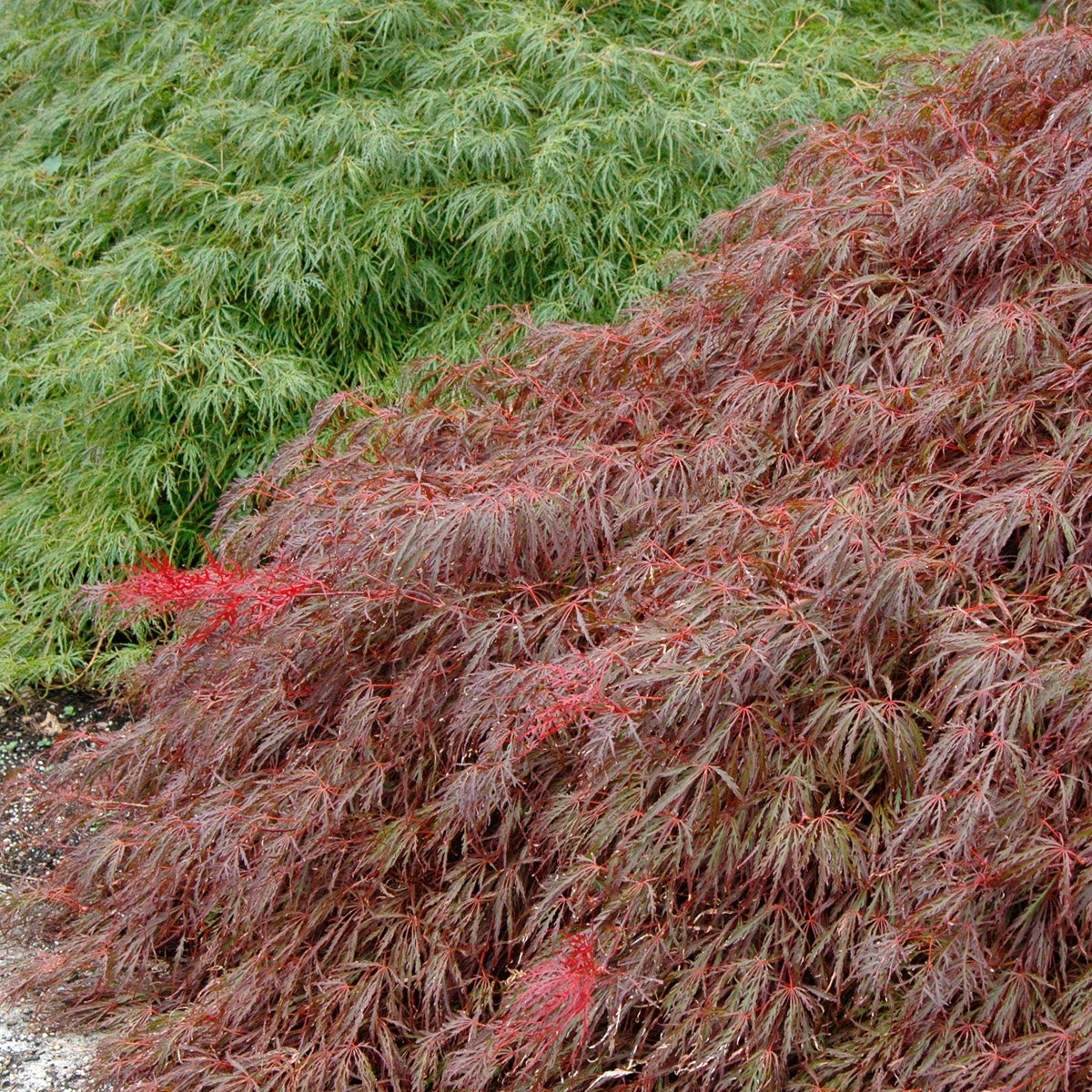 flikbladig japanlönn 'Crimson Queen'