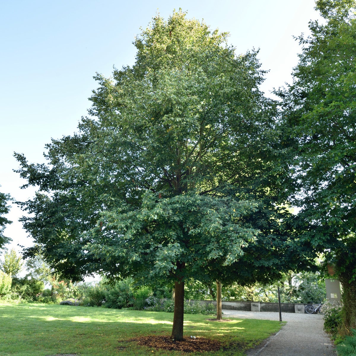 skogslind 'Greenspire'