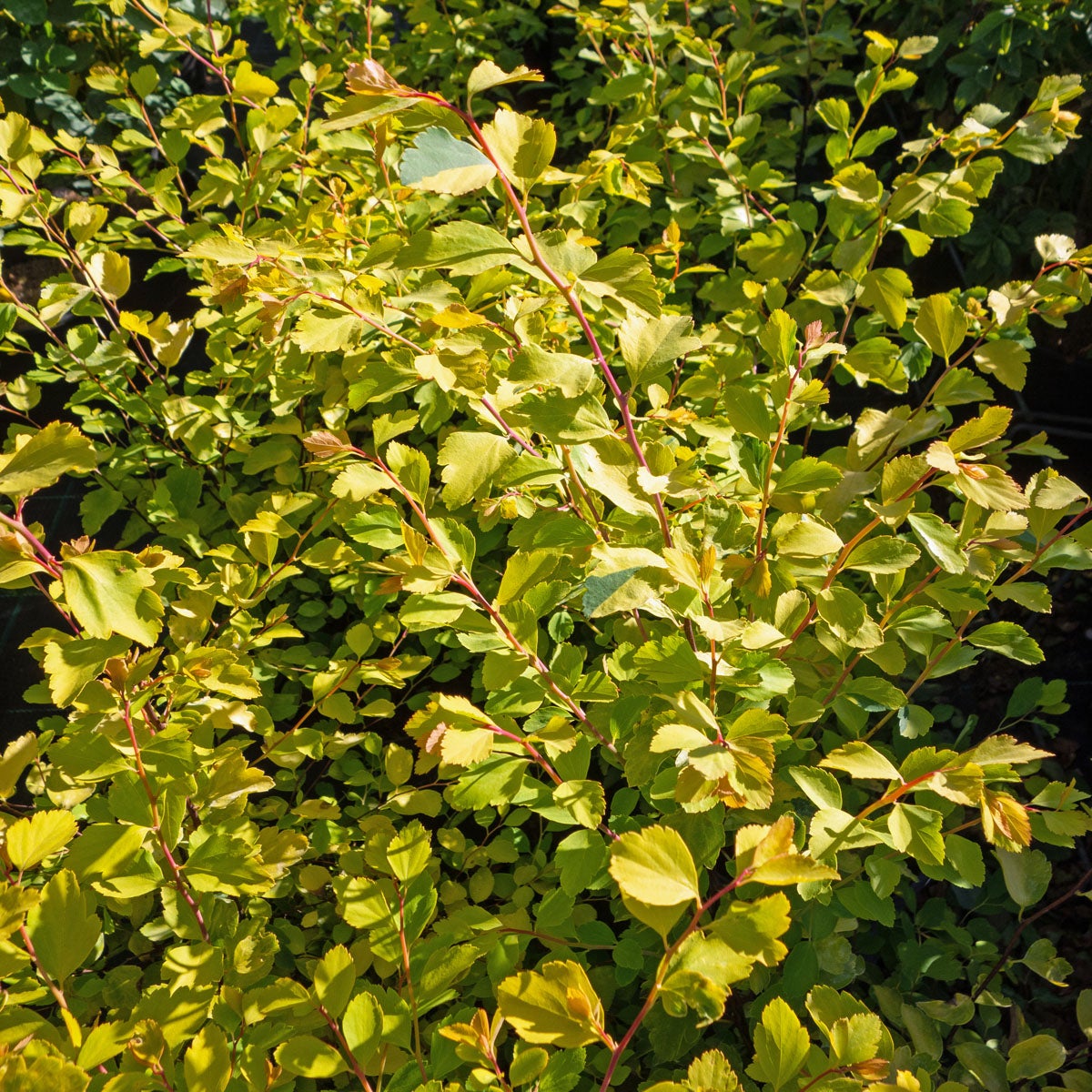 bukettspirea Firegold