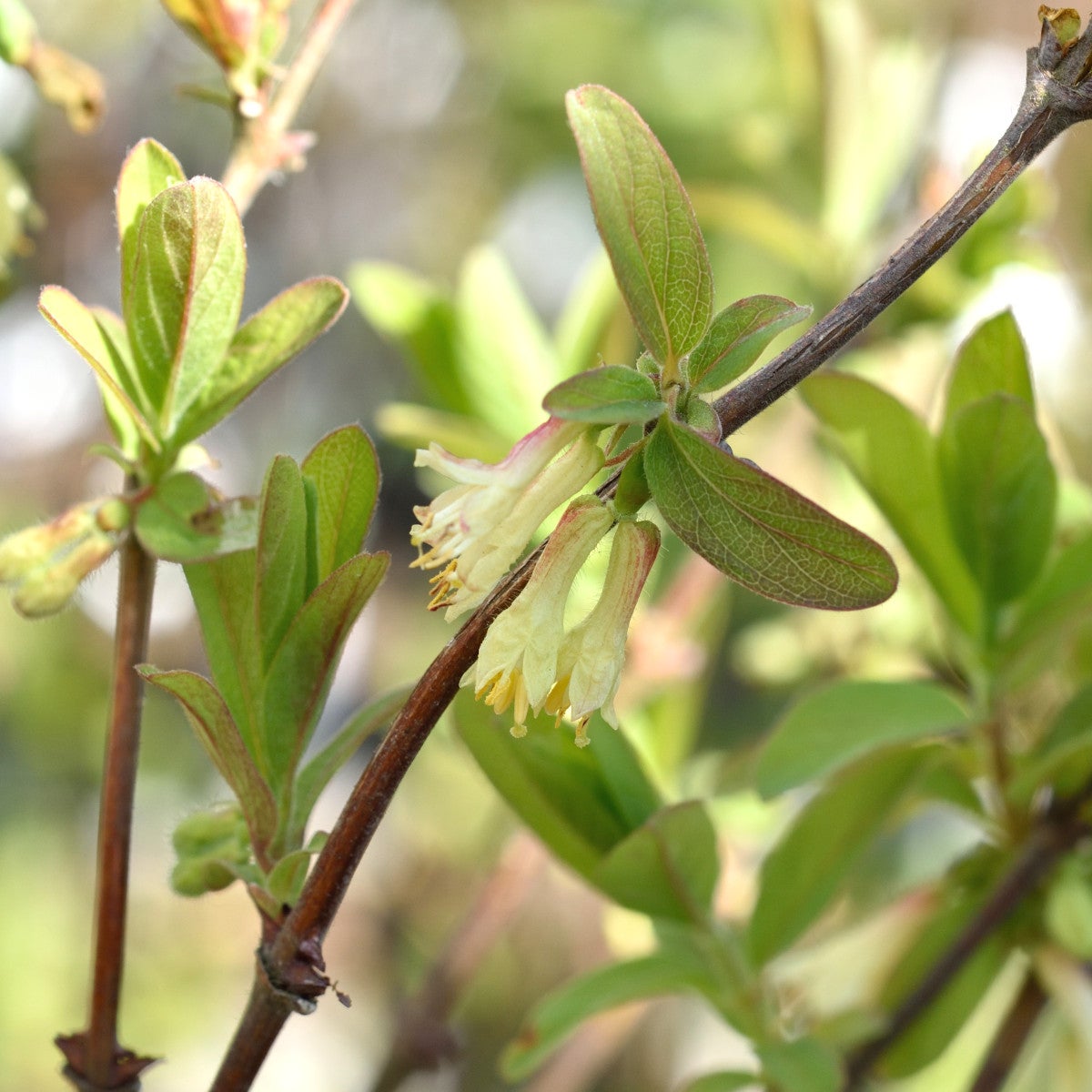 blåbärstry 'Honey Bee'