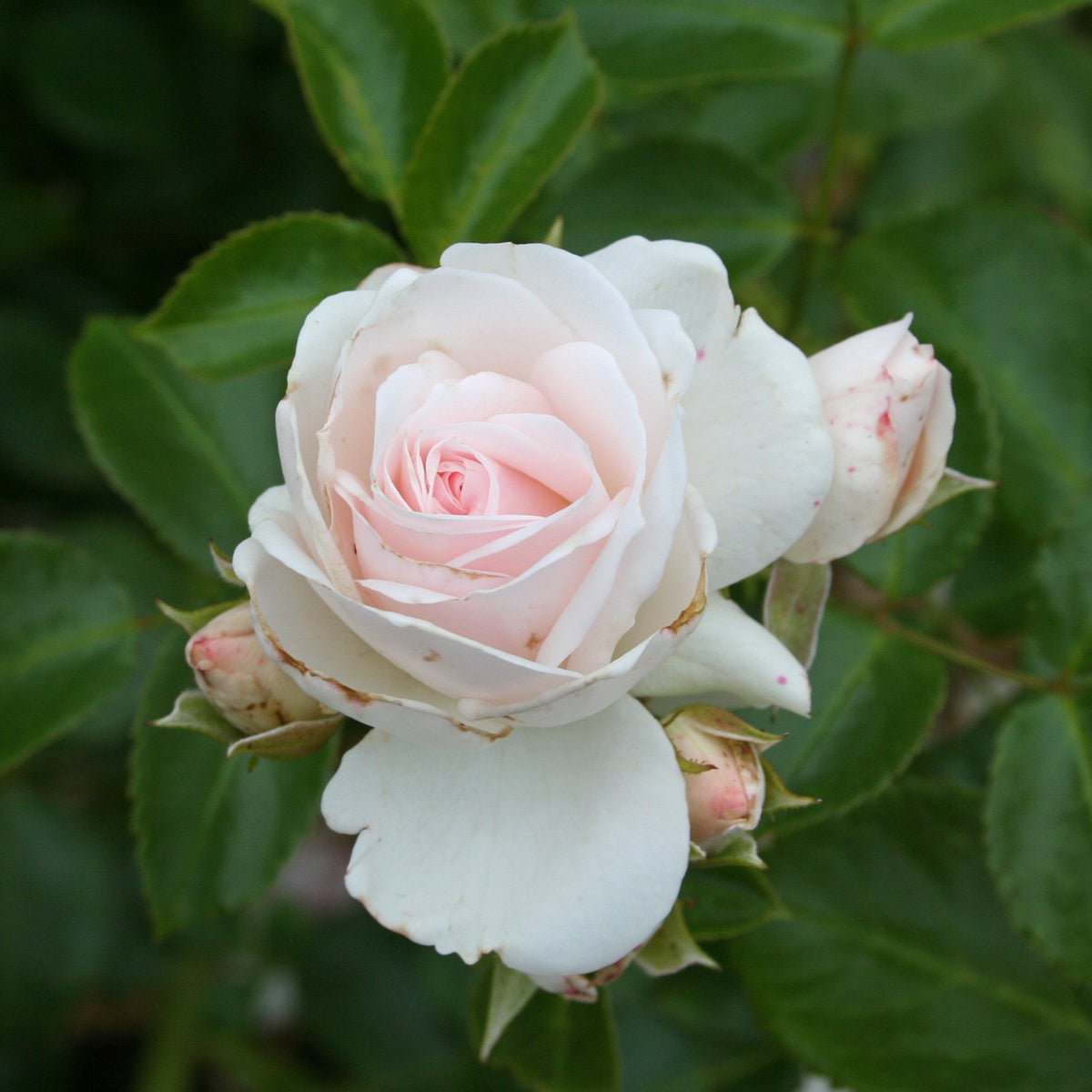 floribundaros Aspirin®