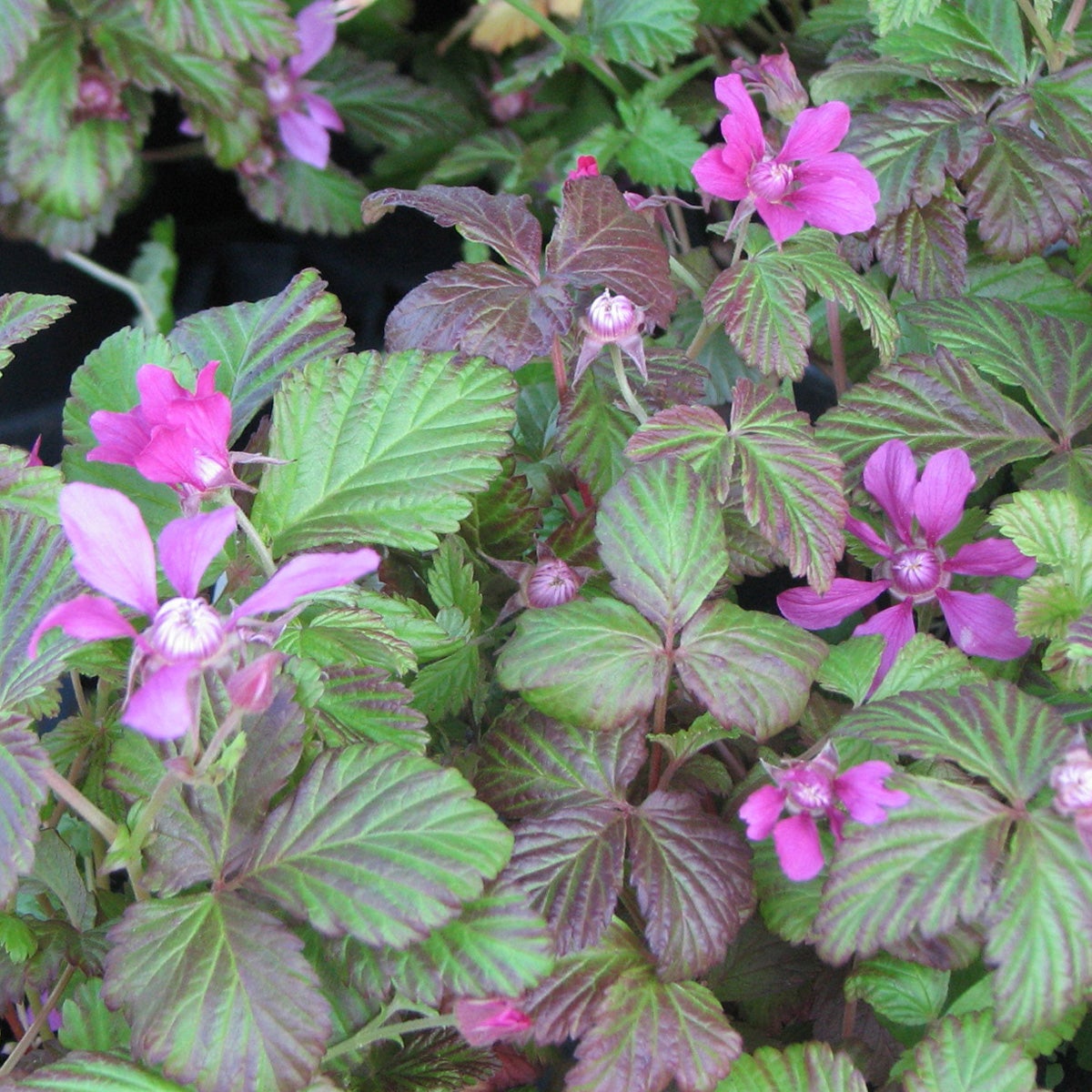 allåkerbär 'Linda'