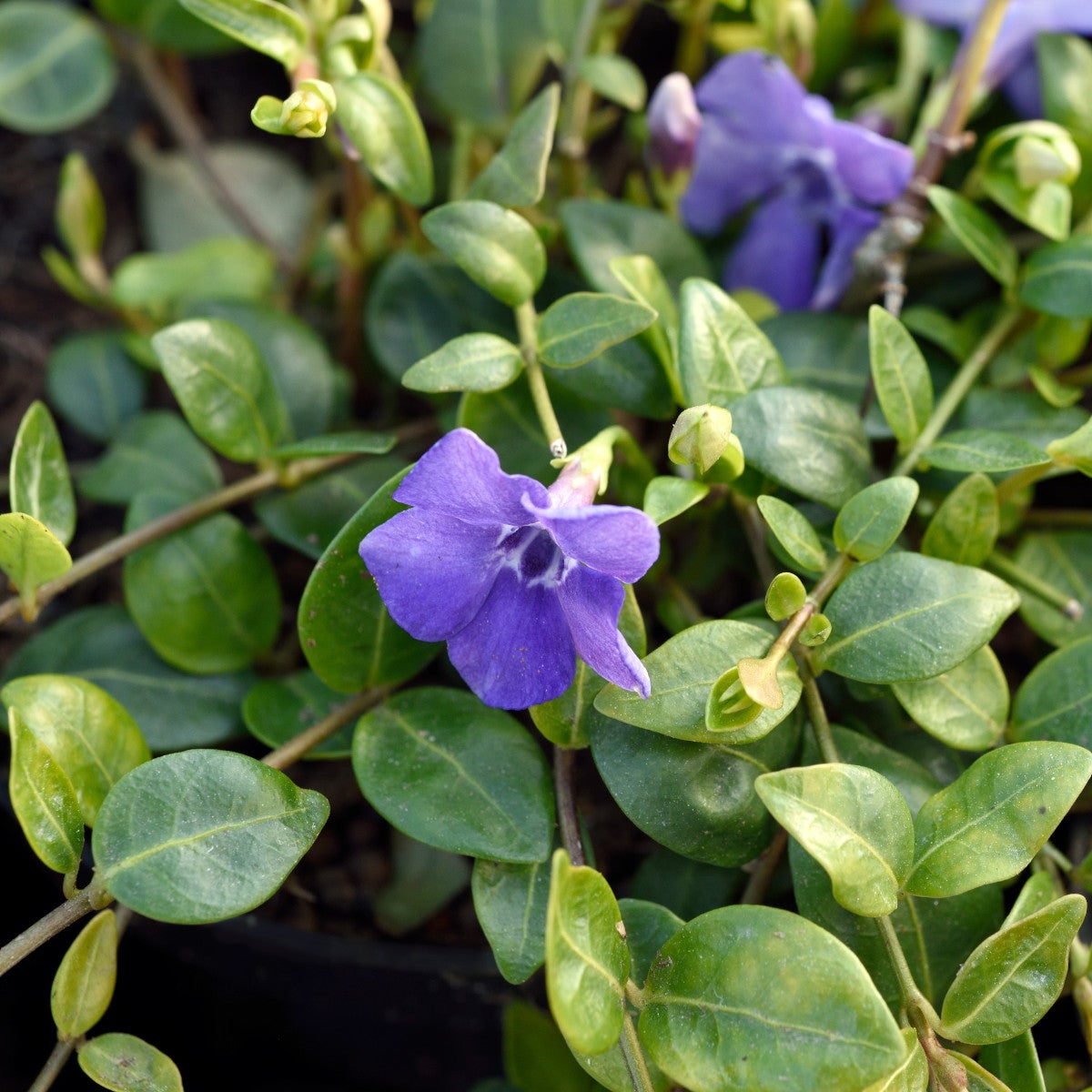 vintergröna 'Marie'