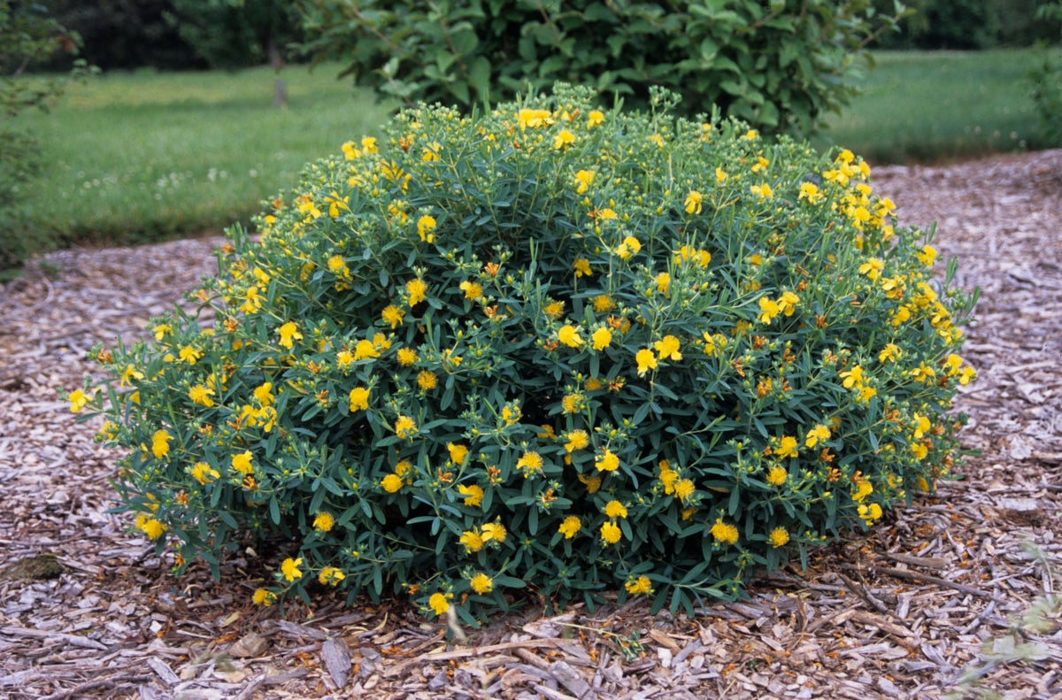 kanadahyperikum Cobalt-n-Gold