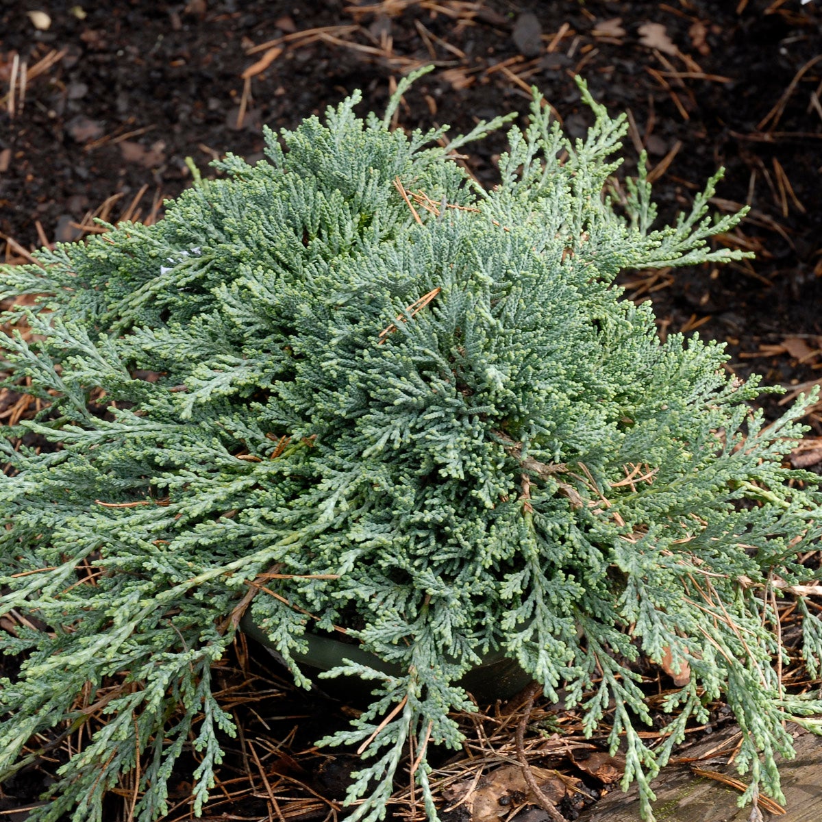 amerikansk kryp-en Icee Blue®