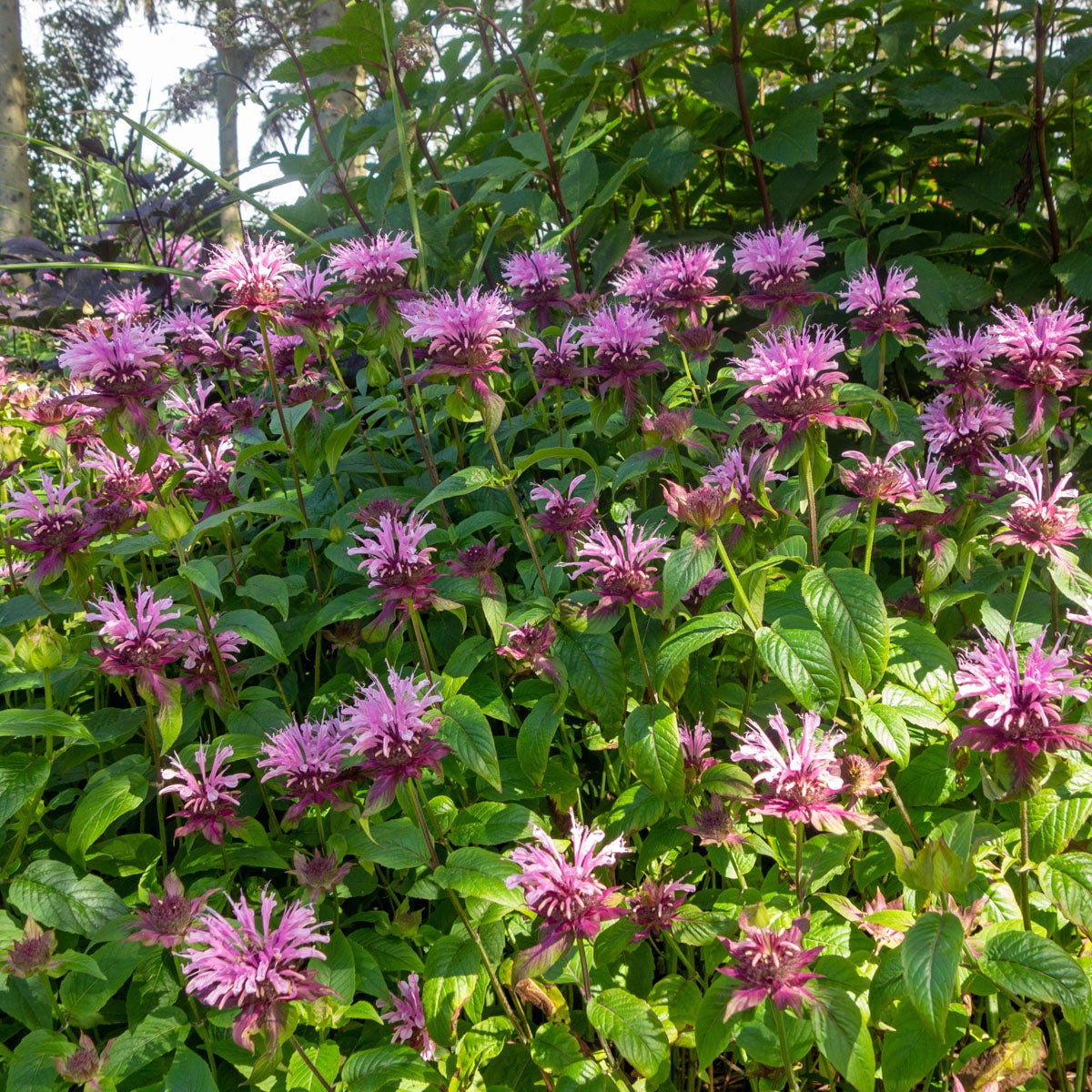 temynta 'Beauty of Cobham'