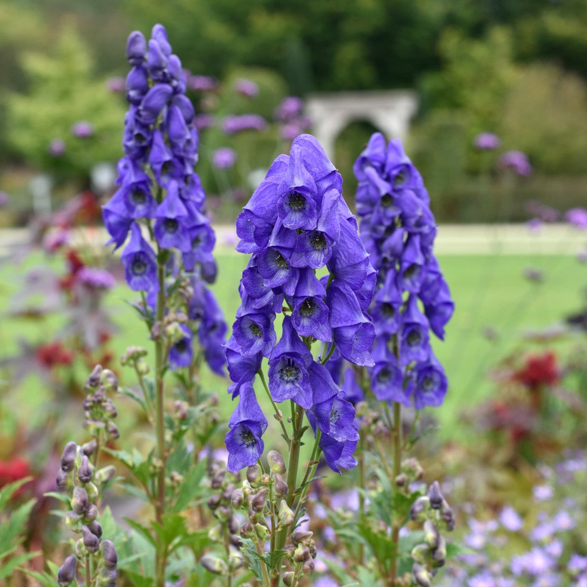 oktoberstormhatt 'Arendsii'