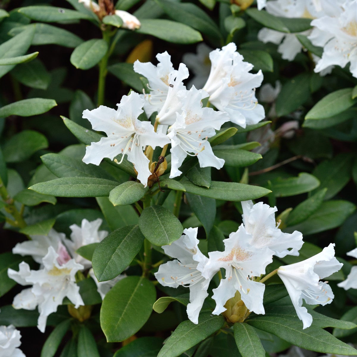 caucasicum-rododendron 'Cunn. White'