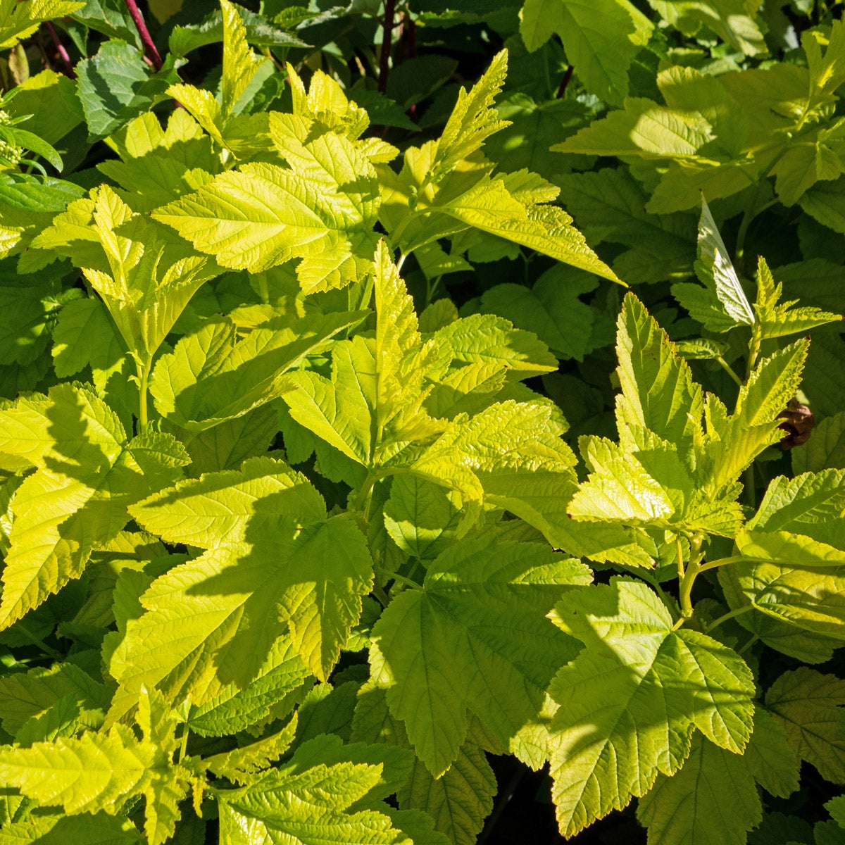 smällspirea Angel Gold®