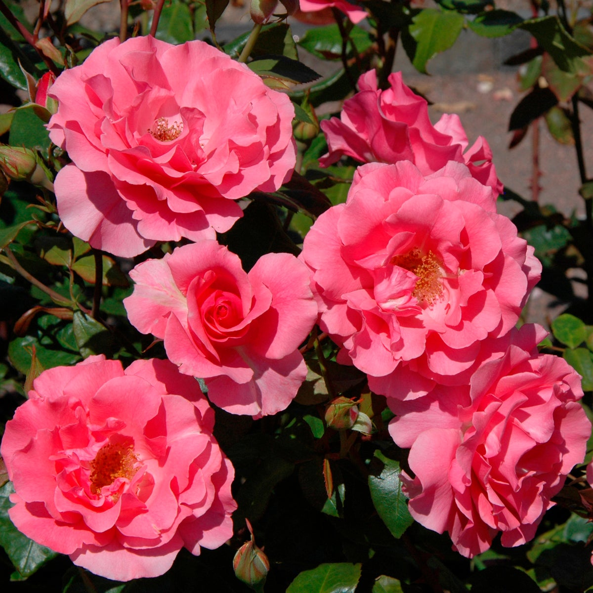 storblommig klätterros 'Ètude'