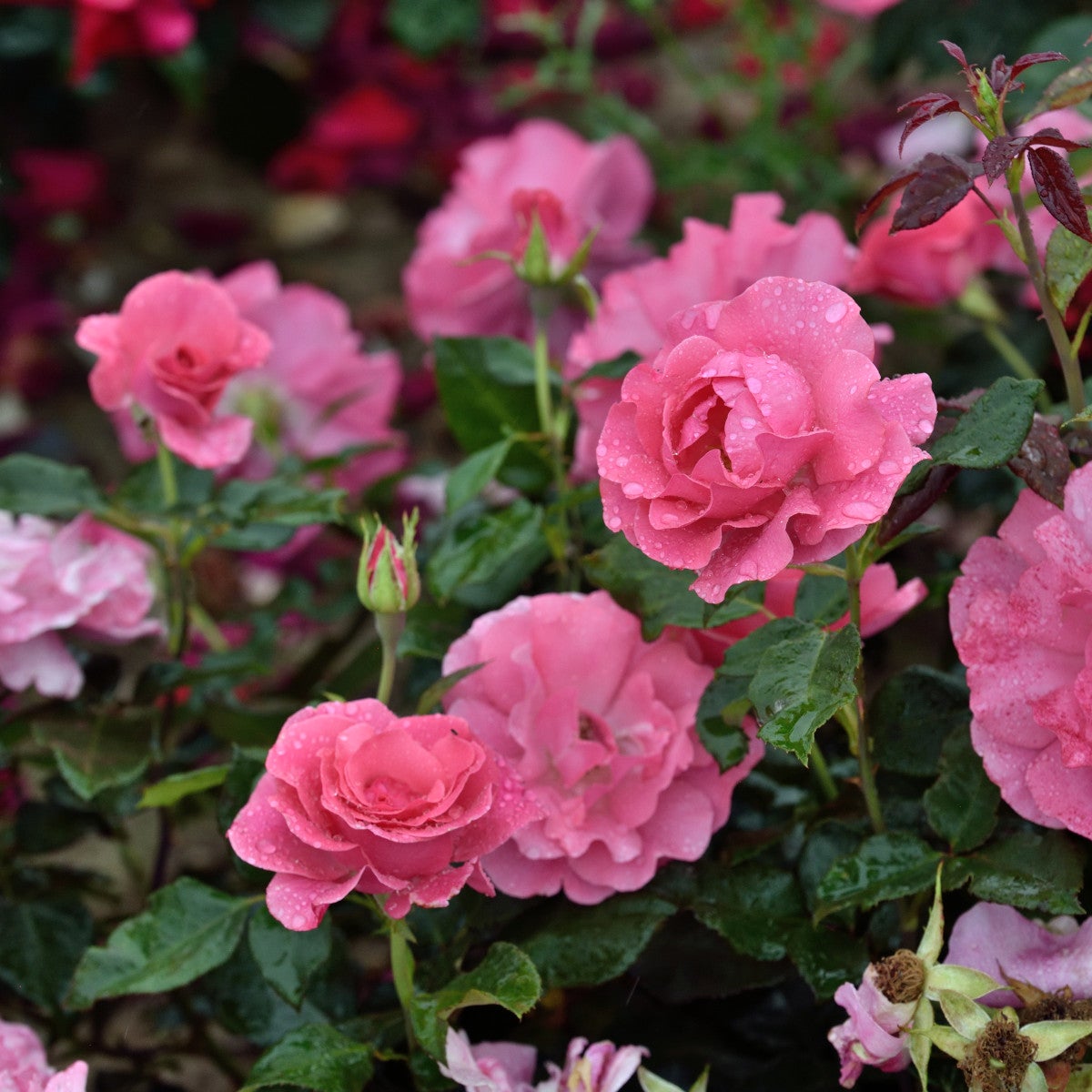 modern buskros Romanze 