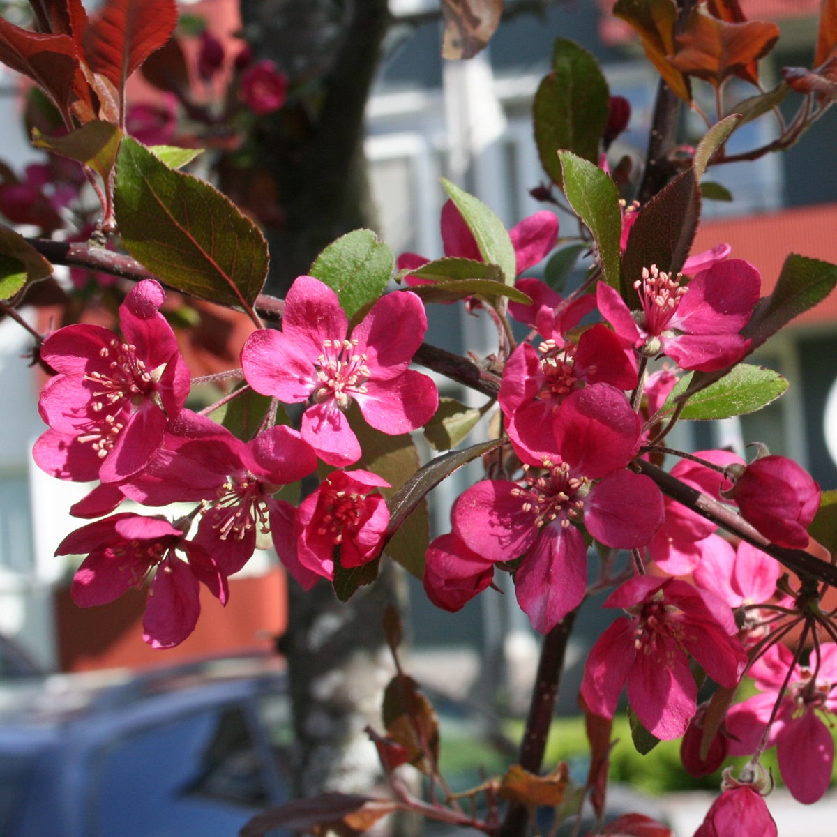 purpurapel 'Profusion'