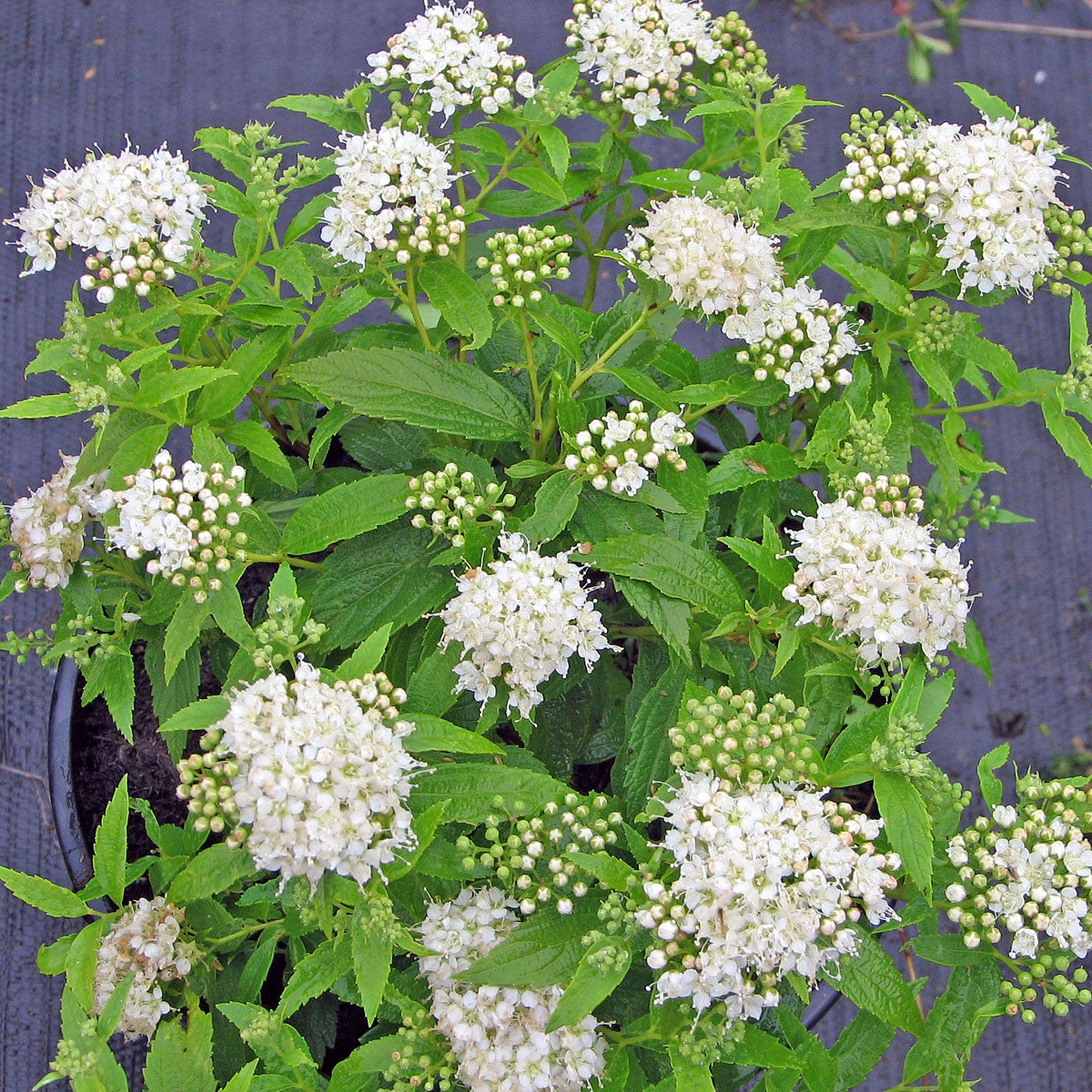 höstspirea