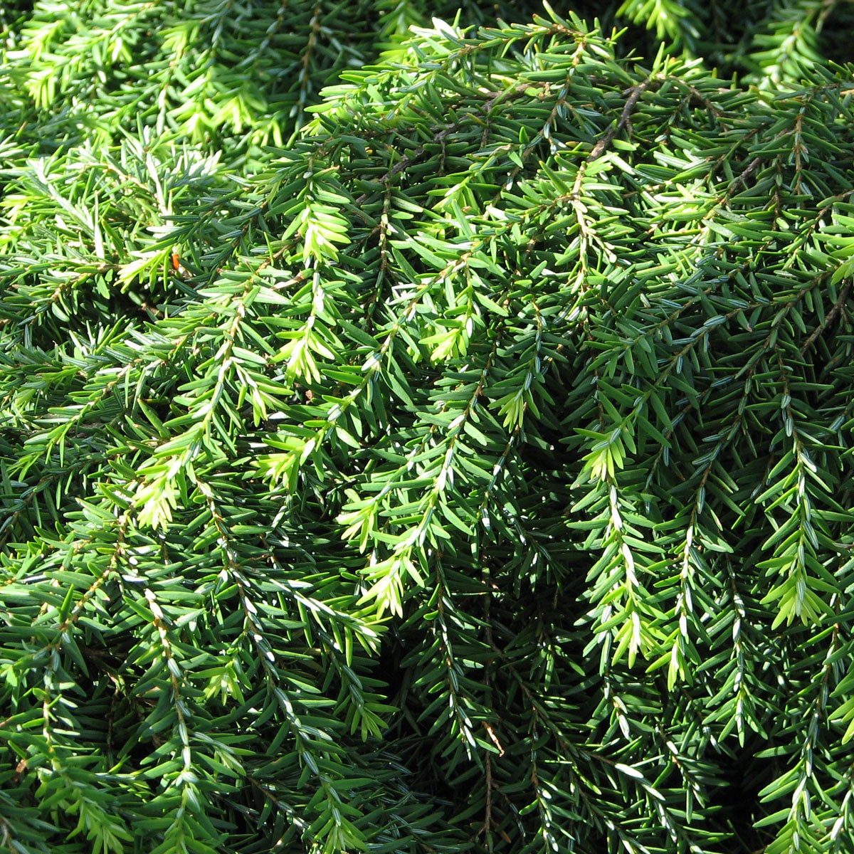 hemlock 'Jeddeloh'
