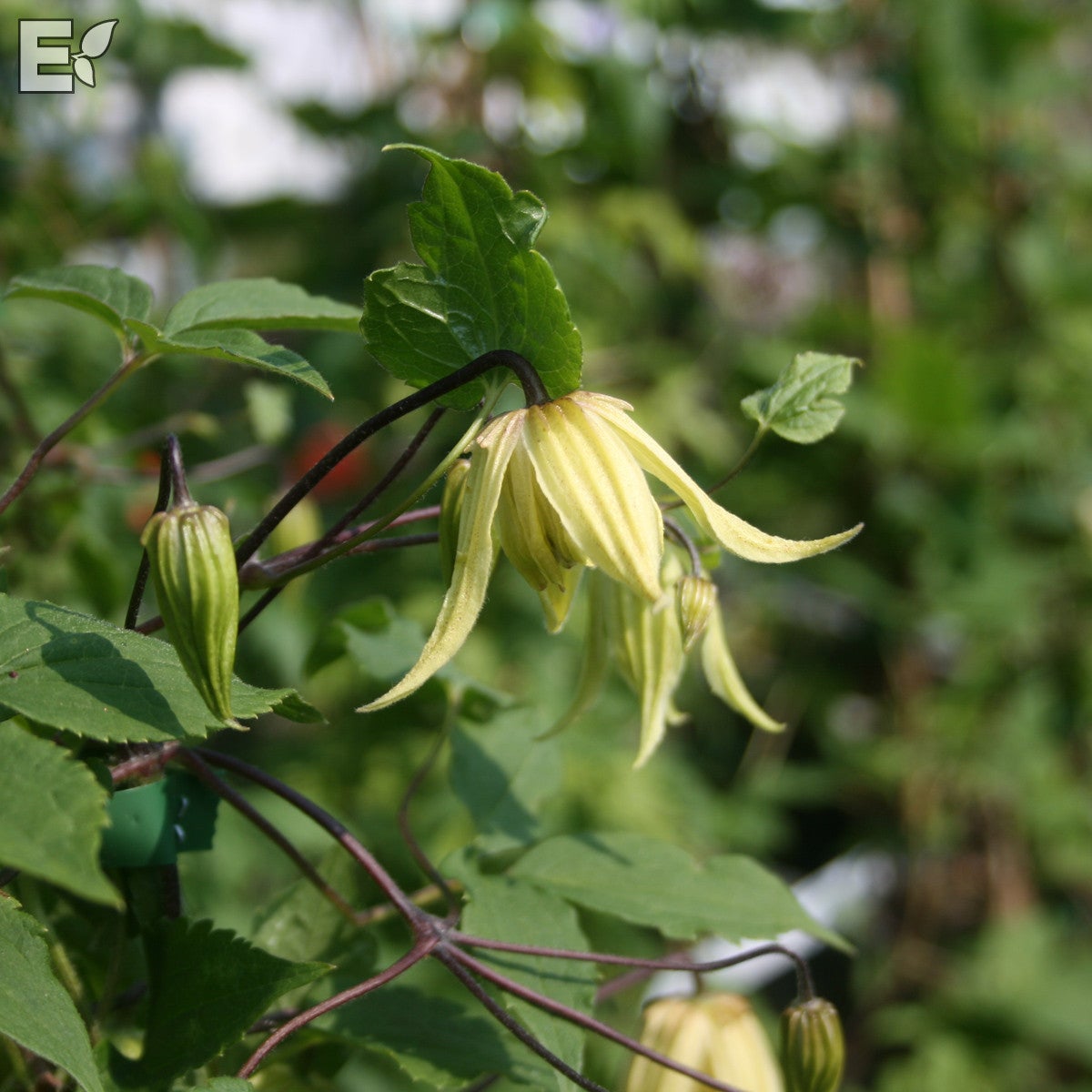 atragene-klematis 'Love Child' E