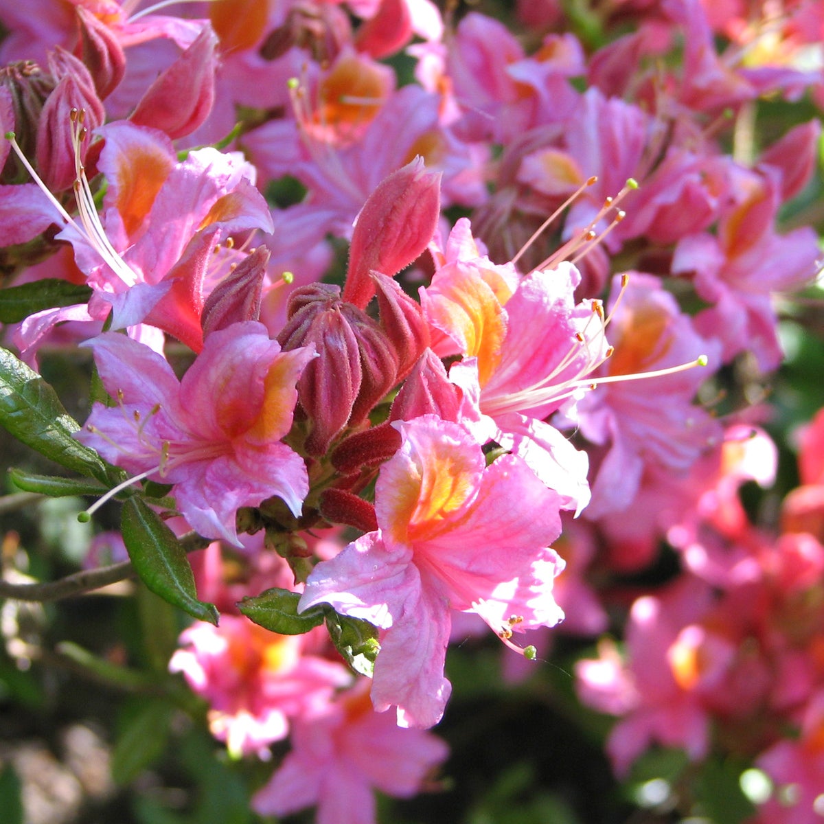 ghentazalea 'Pucella'