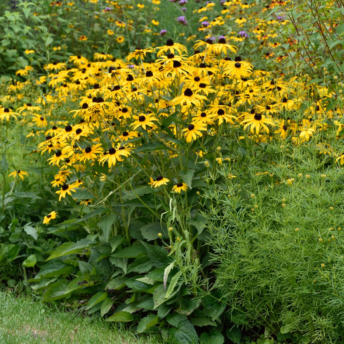 strålrudbeckia 'Goldsturm'