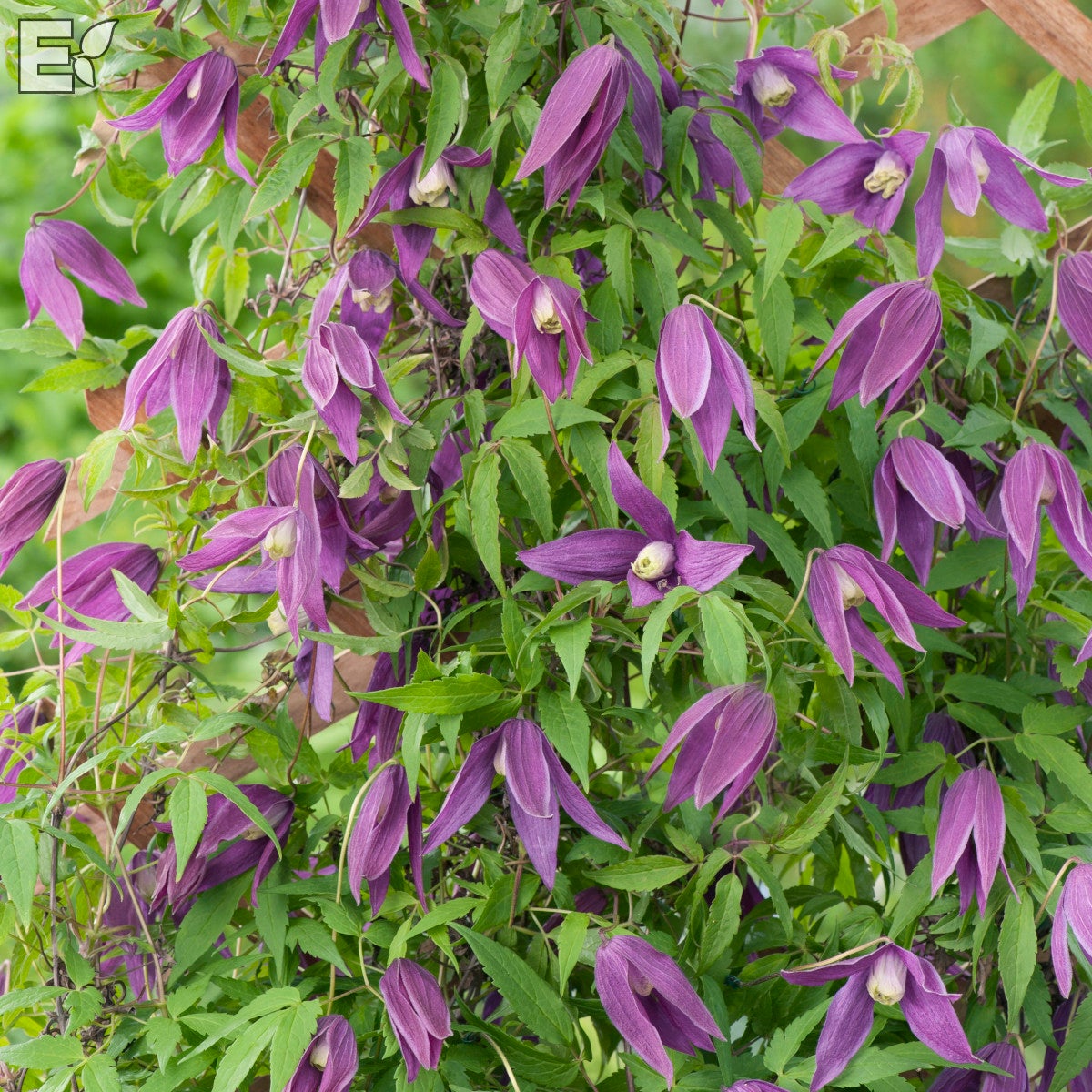 atragene-klematis 'Violet Purple' E