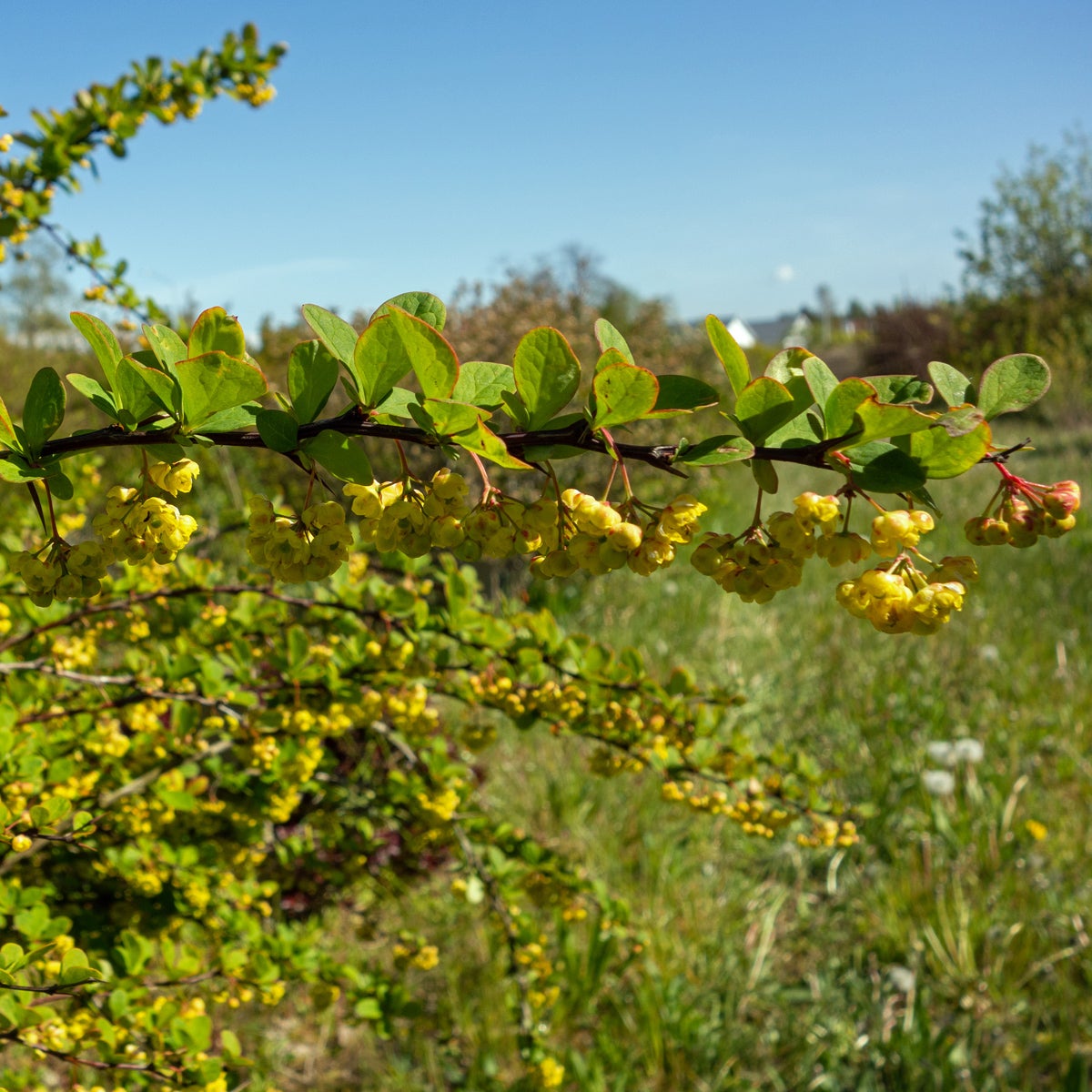 berberis Emerald Carousel ('Tara')