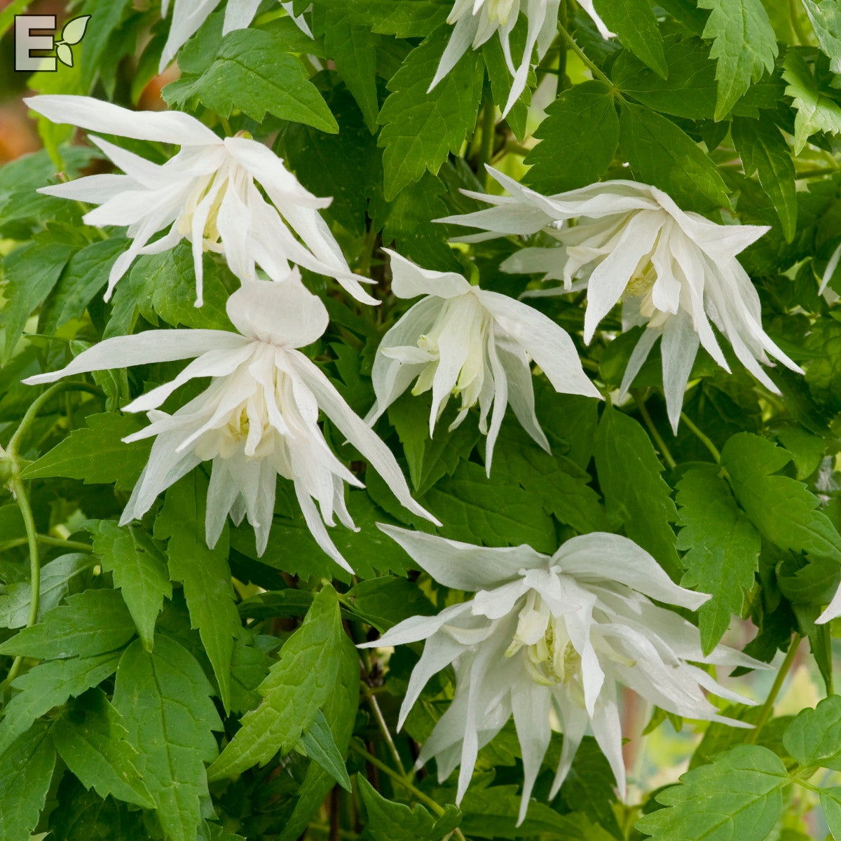 atragene-klematis 'Albina Plena'PBR E