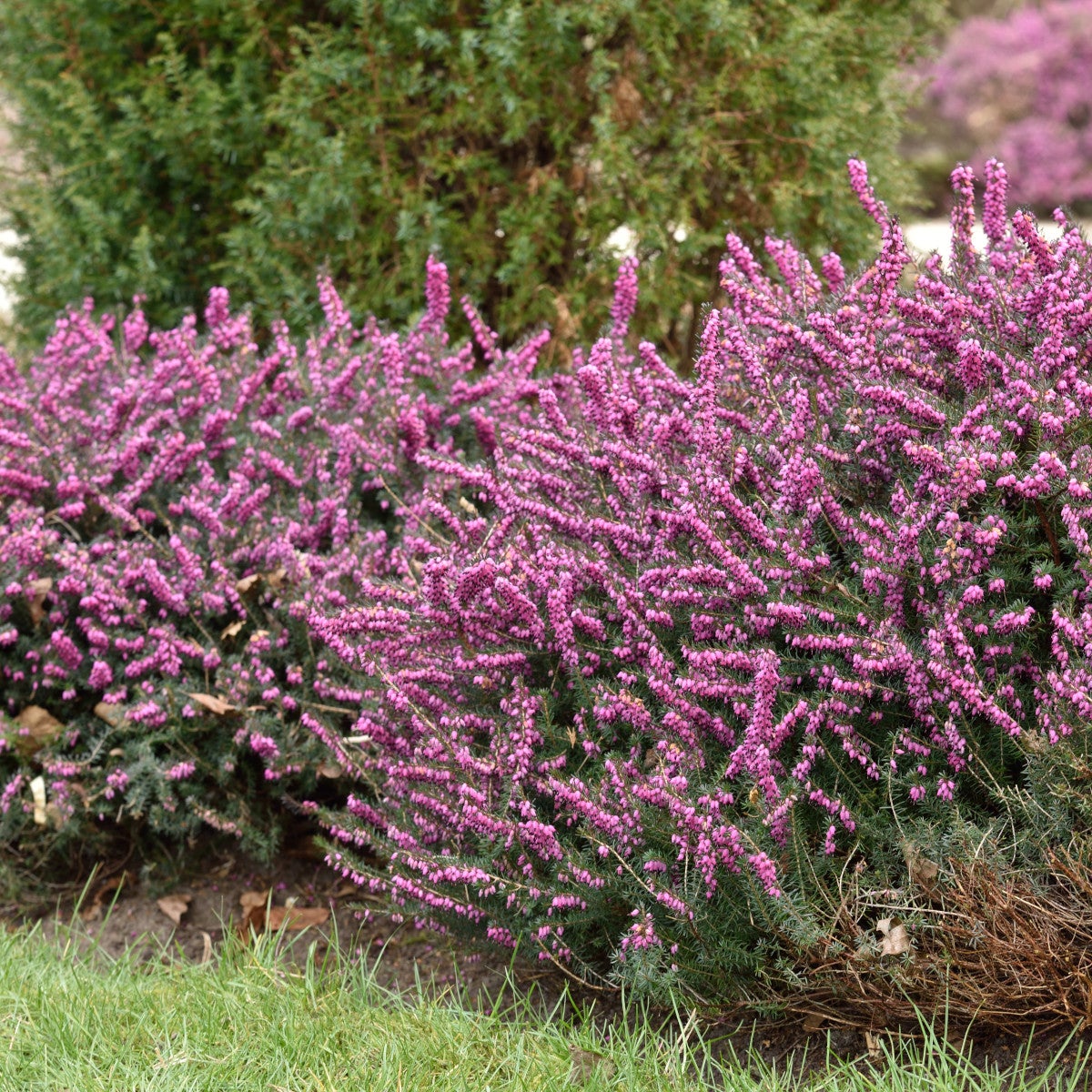 darleyljung 'Kramer's Rote'