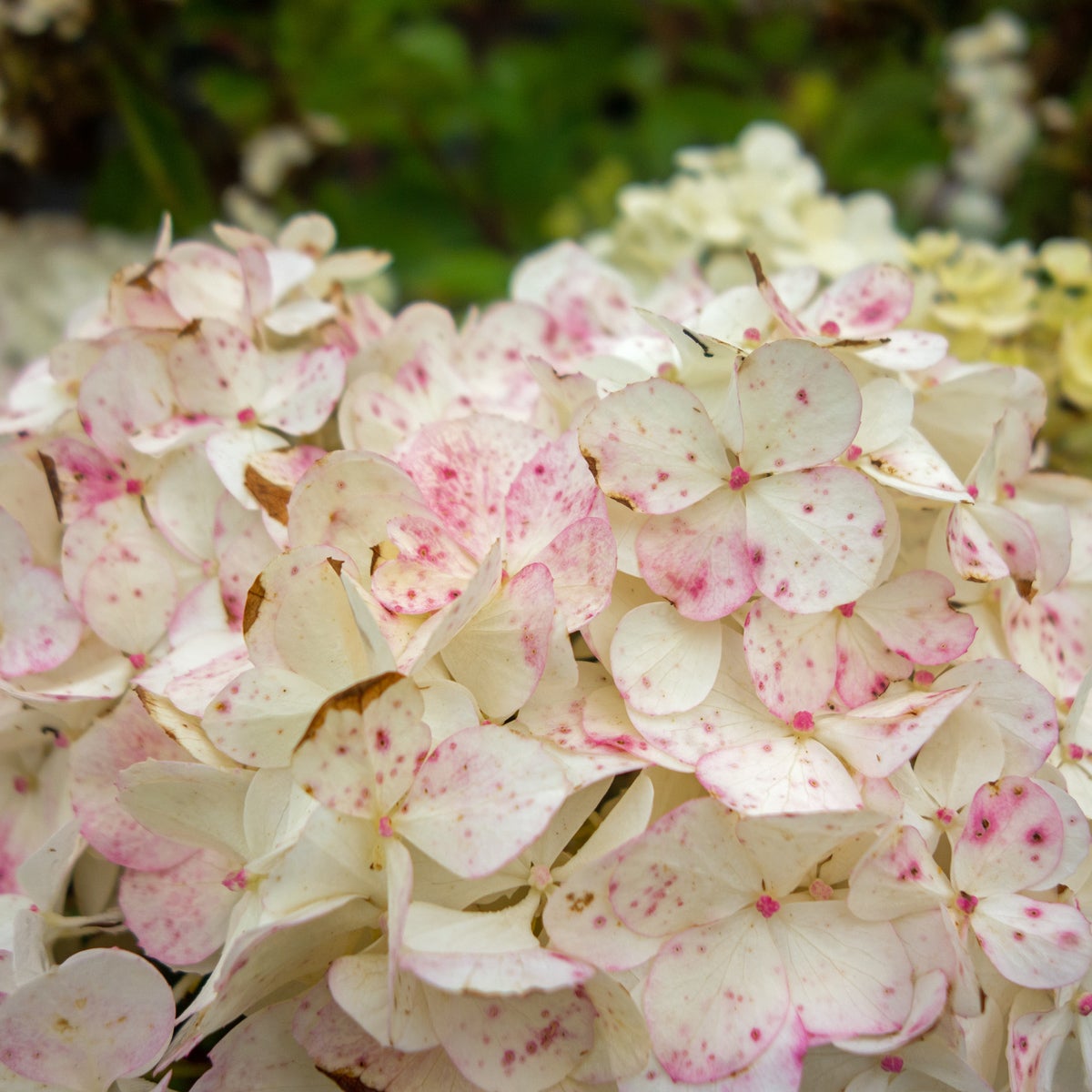 vipphortensia Vanille-Fraise