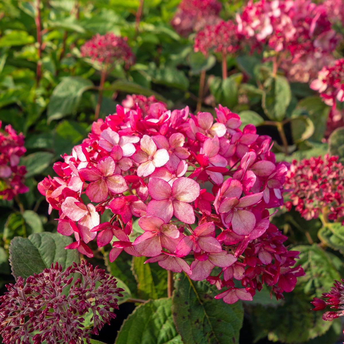 vidjehortensia Ruby Annabelle®
