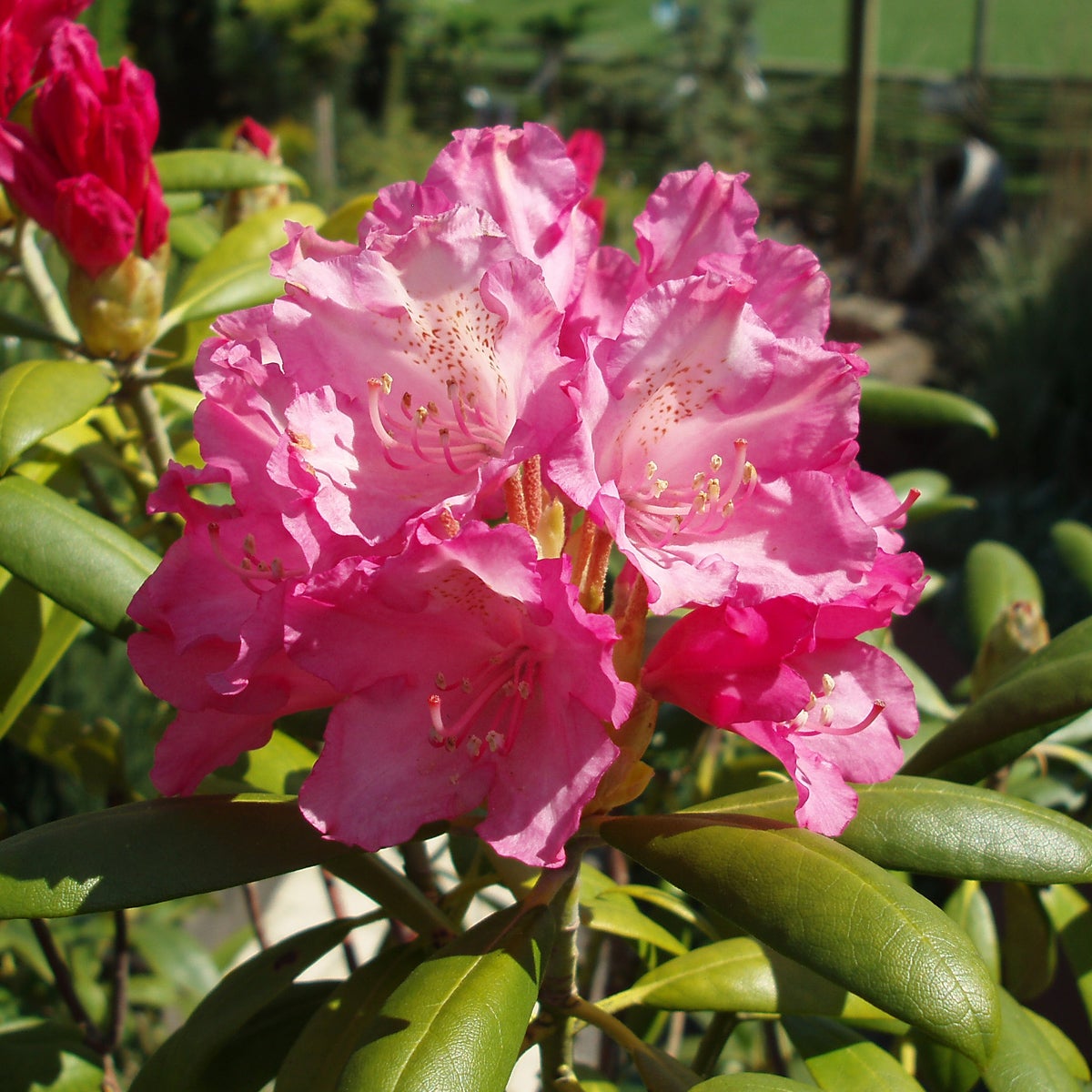 yakushimanum-rododendron 'Kalinka'