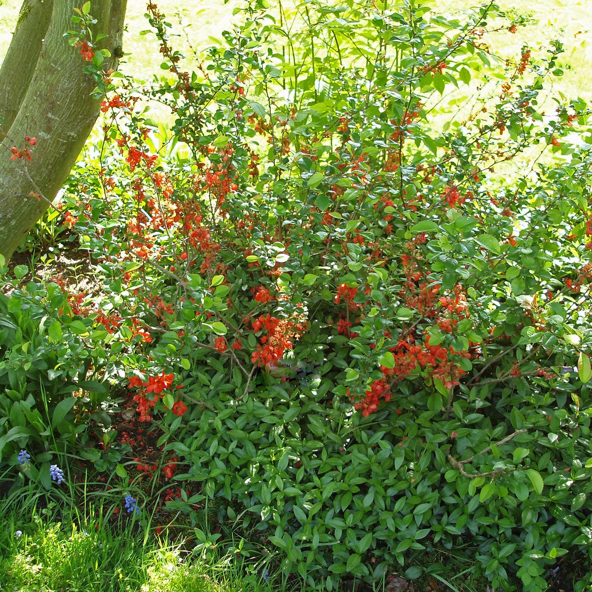 liten rosenkvitten
