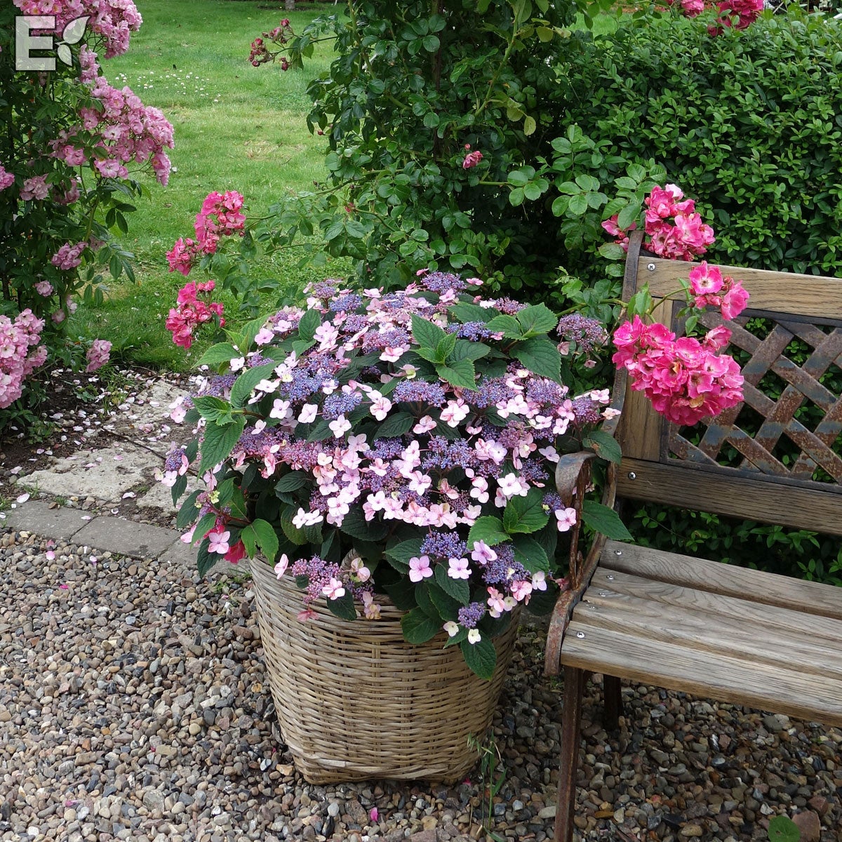 purpurhortensia Lamona® E 