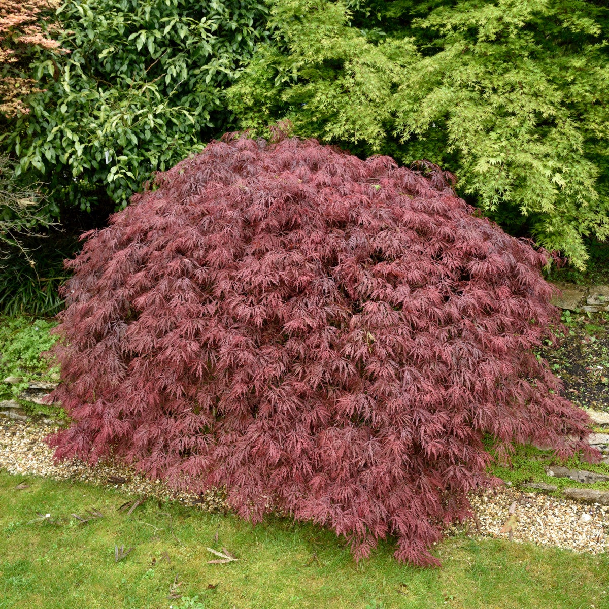 flikbladig japanlönn 'Garnet'
