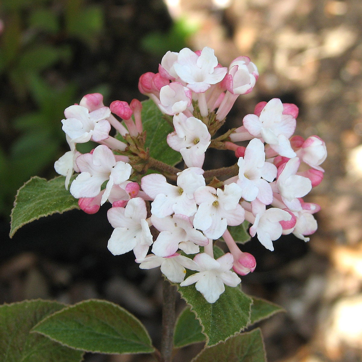 luktolvon 'Aurora'