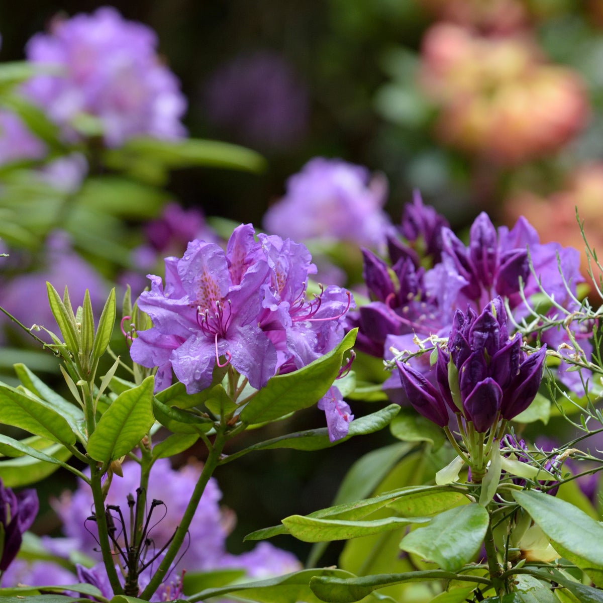 parkrododendron 'Lee's Dark Purple'