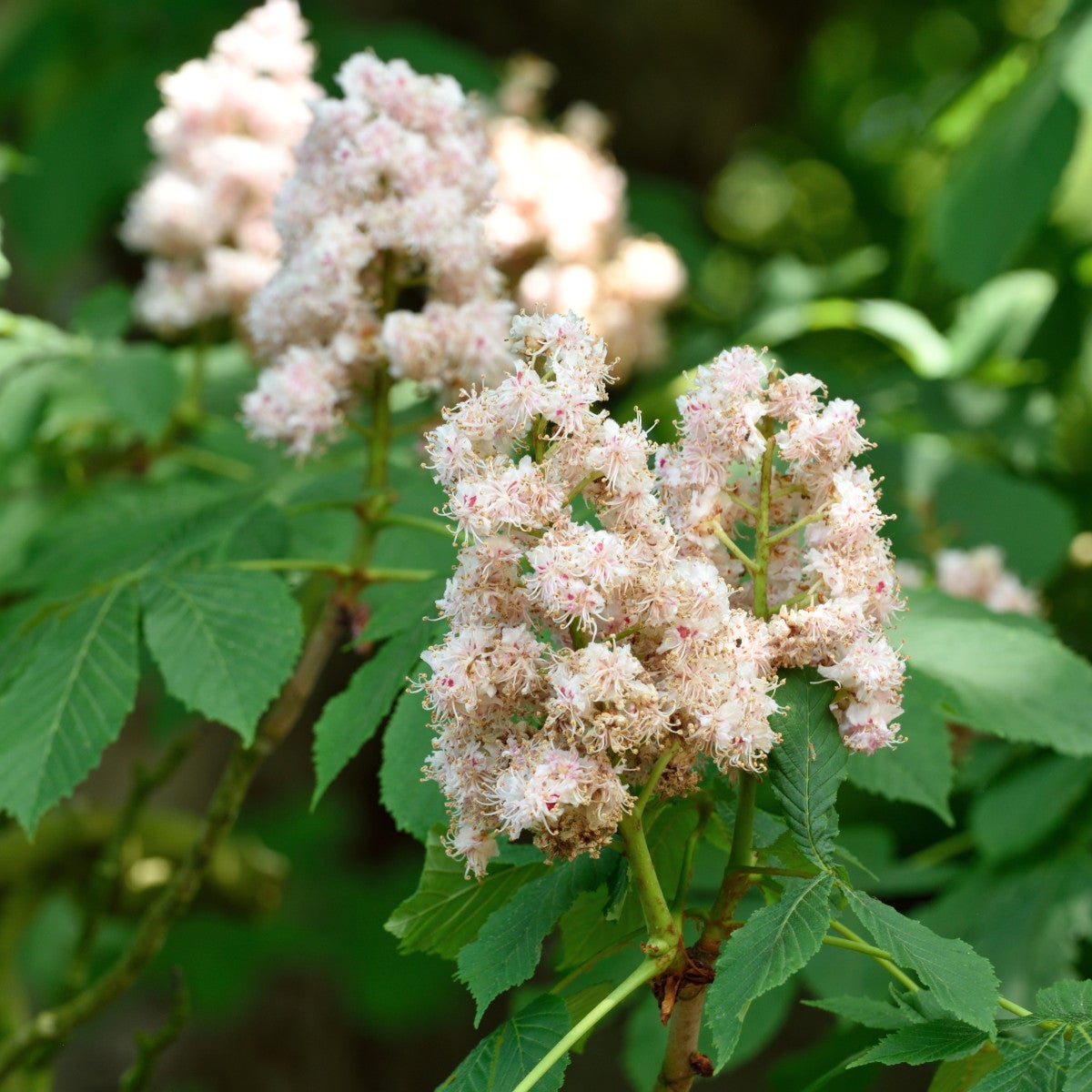 fylldblommig hästkastanj
