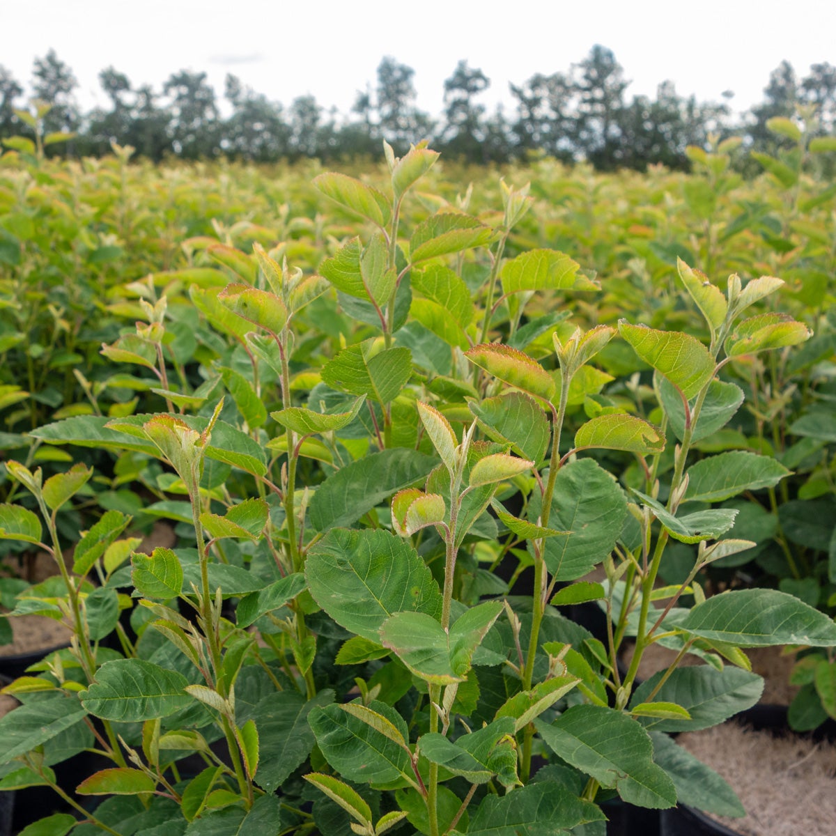 kanadensisk häggmispel Rainbow Pillar®