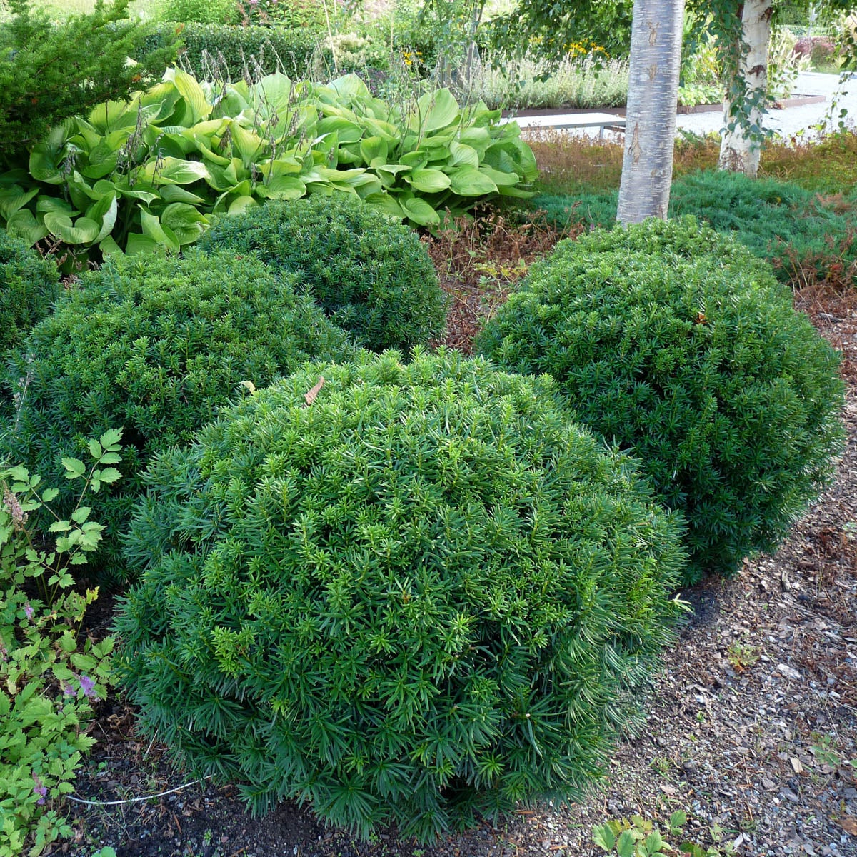 japansk dvärgidegran