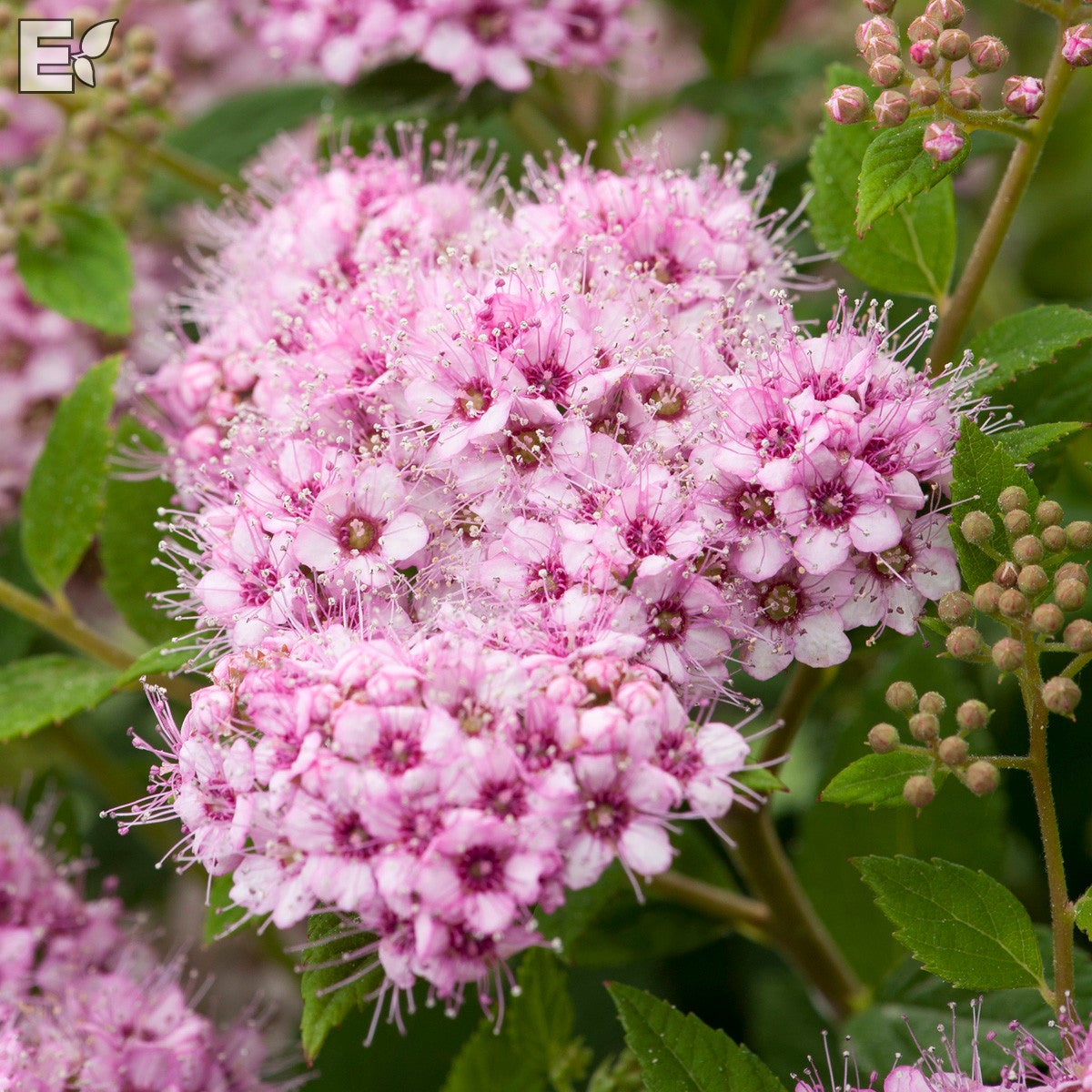 praktspirea 'Little Princess' E