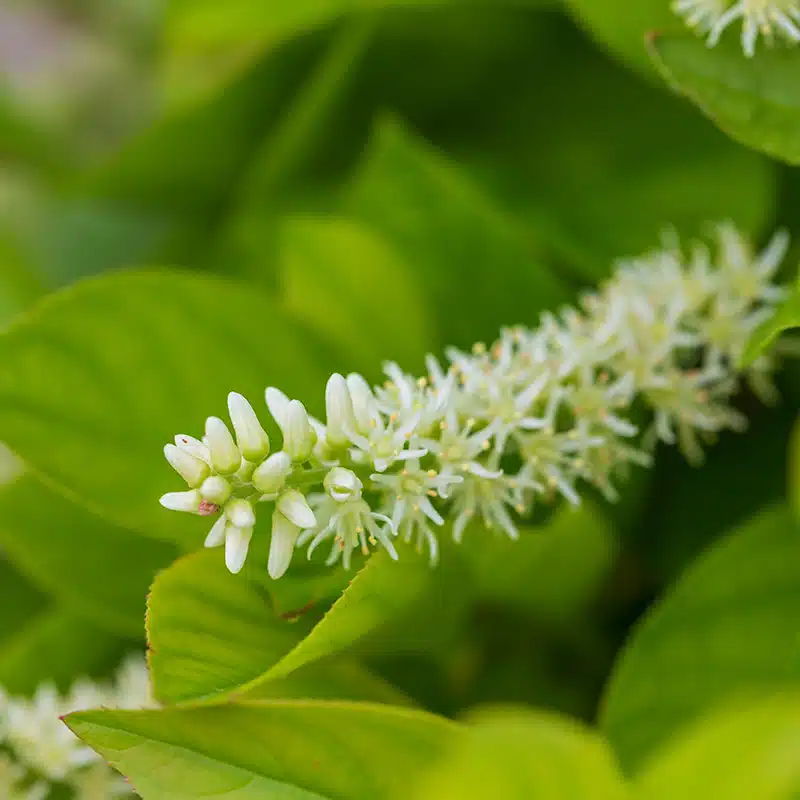 itea Love Child