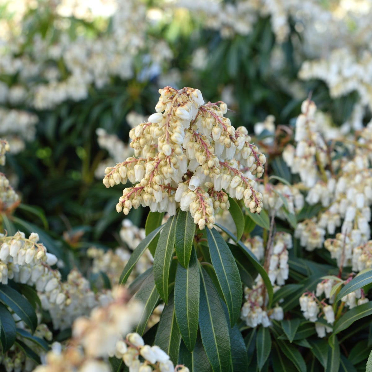 eldröd buskrosling 'Forest Flame'