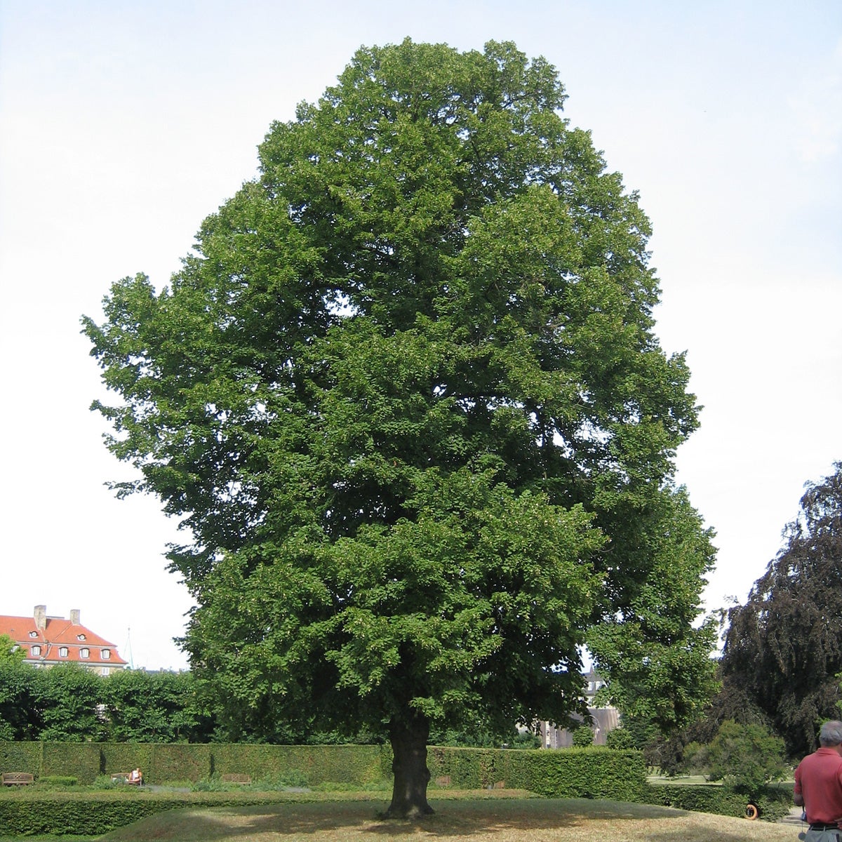 bohuslind