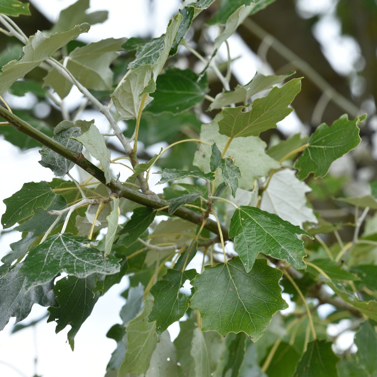 silverpoppel 'Nivea'