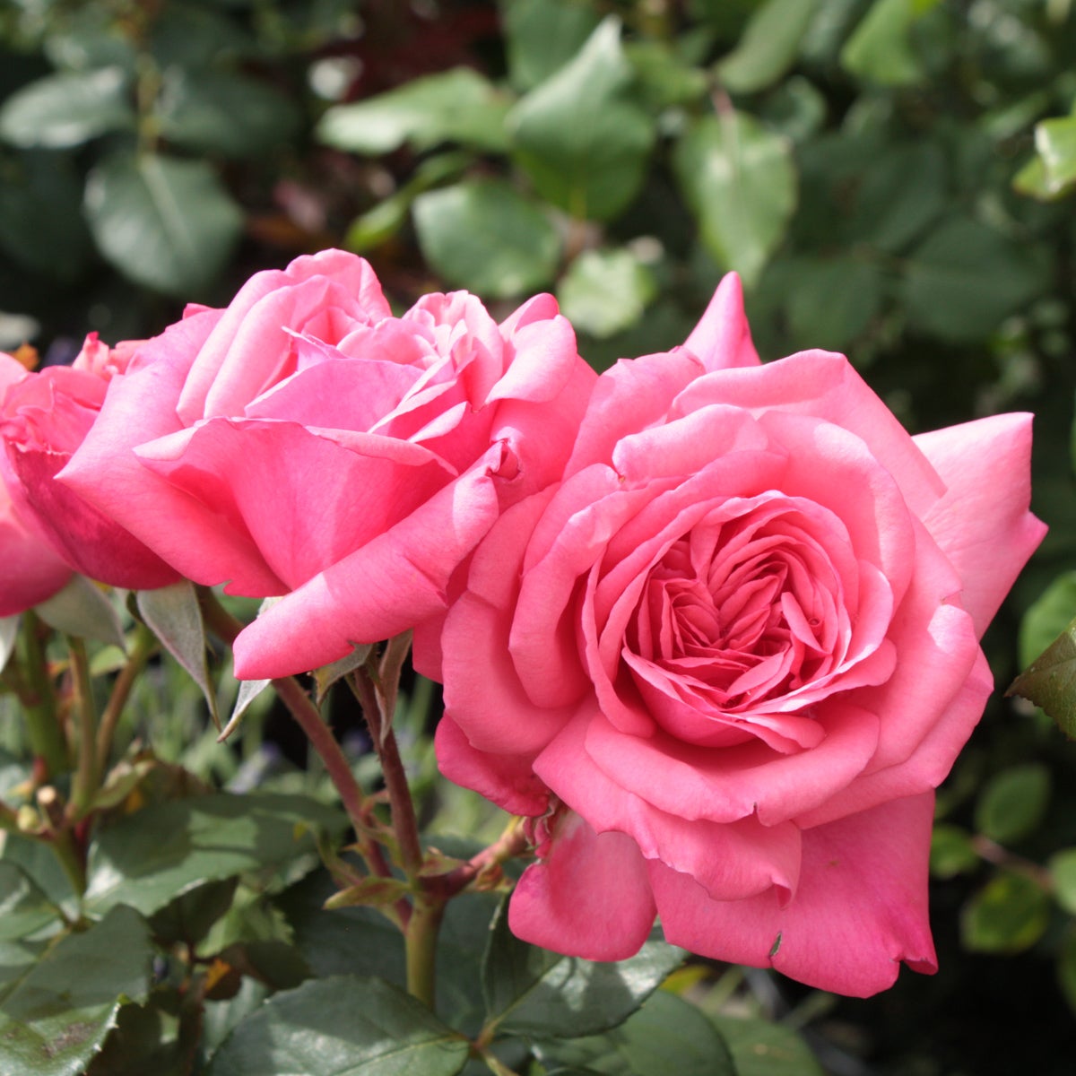 floribundaros Sofiero