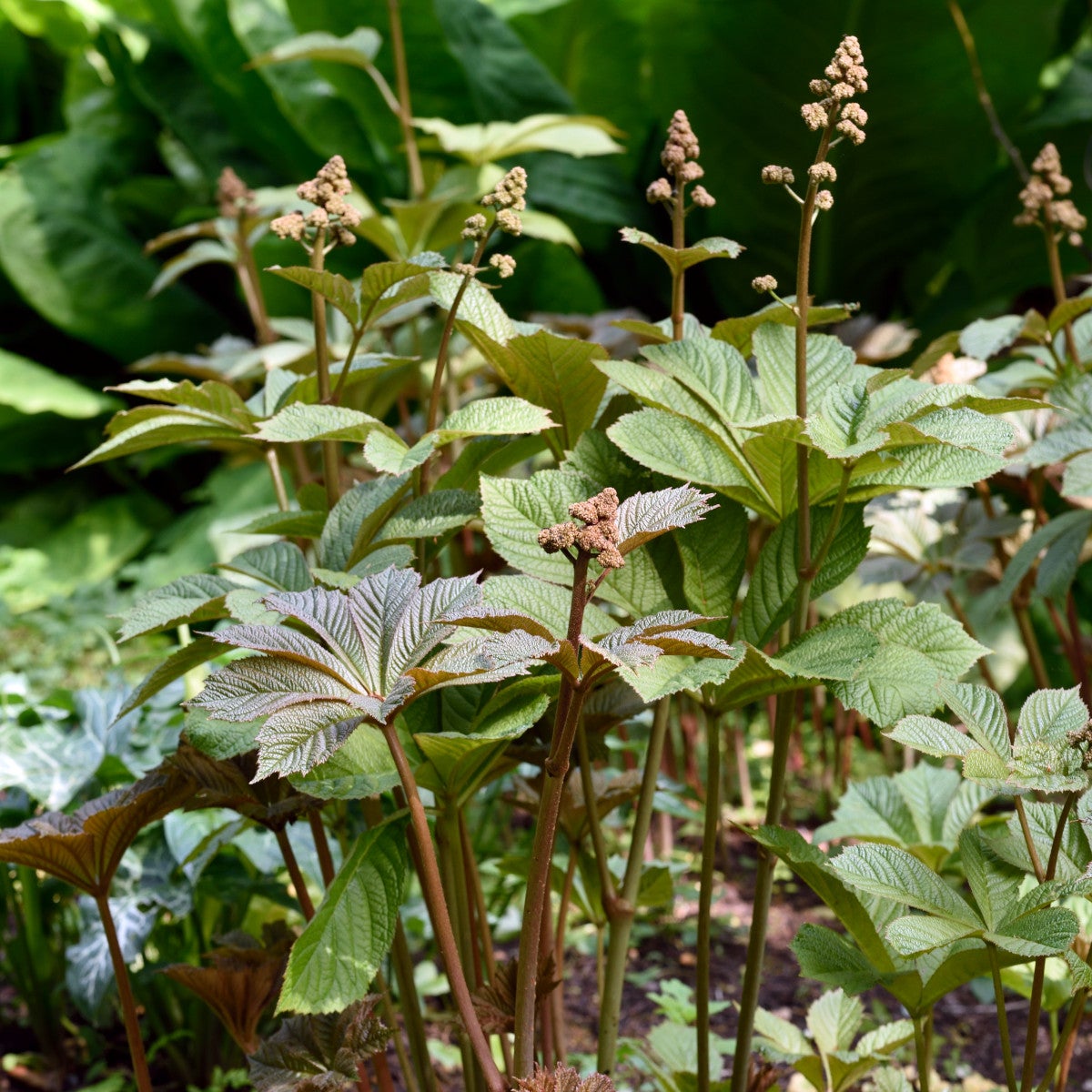 bronsrodgersia 'Braunlaub'