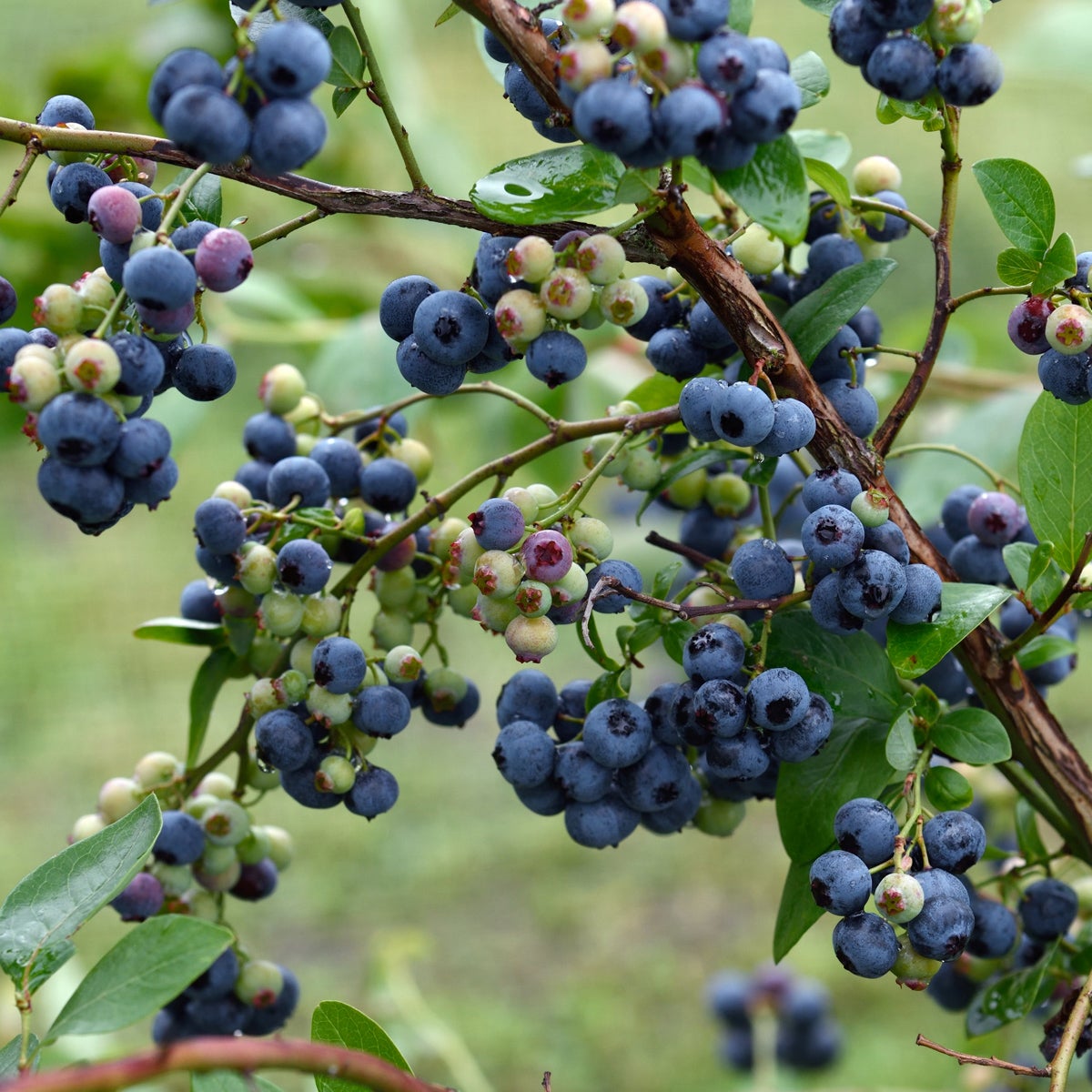 amerikanskt blåbär 'Duke'