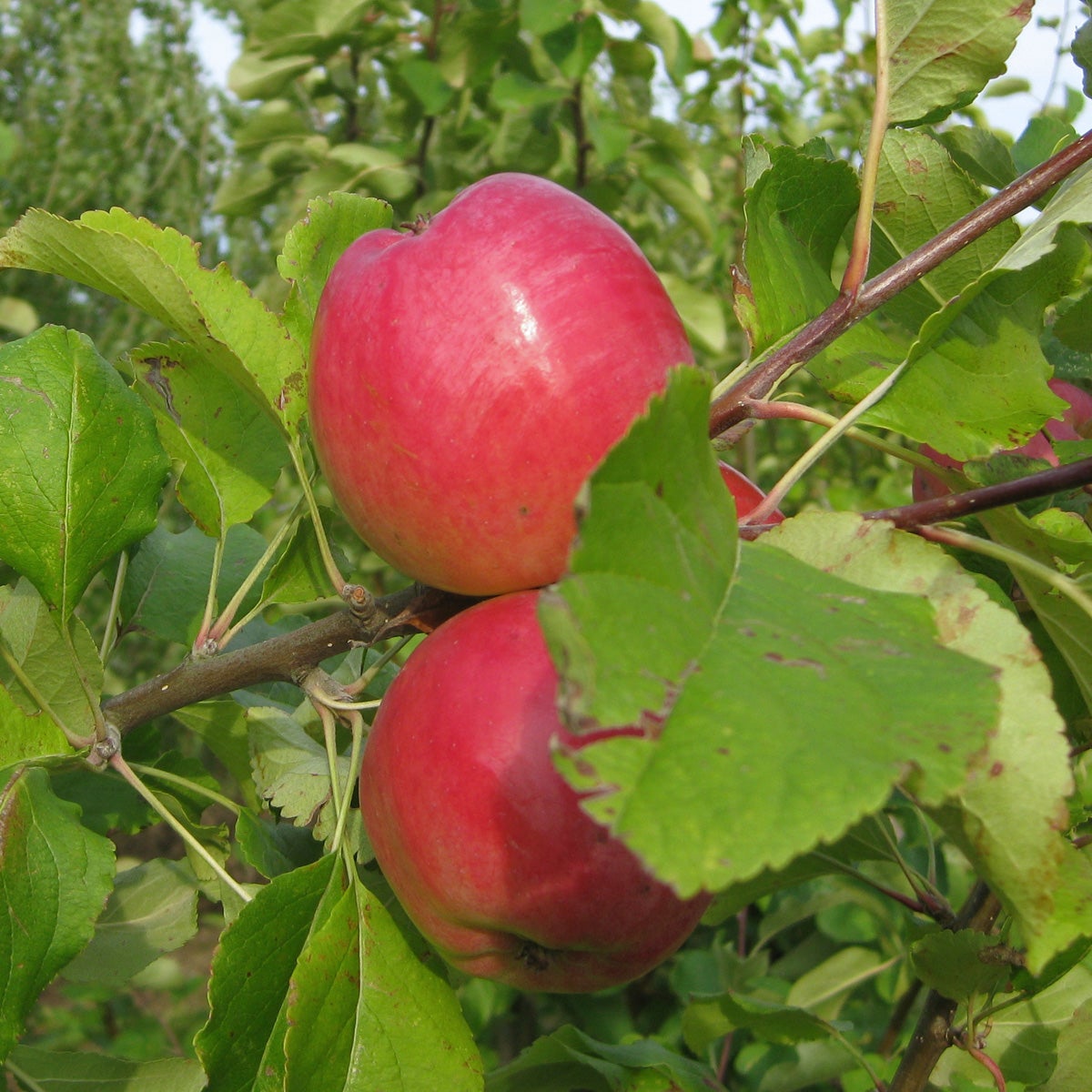 äpple 'Farmors Juläpple'