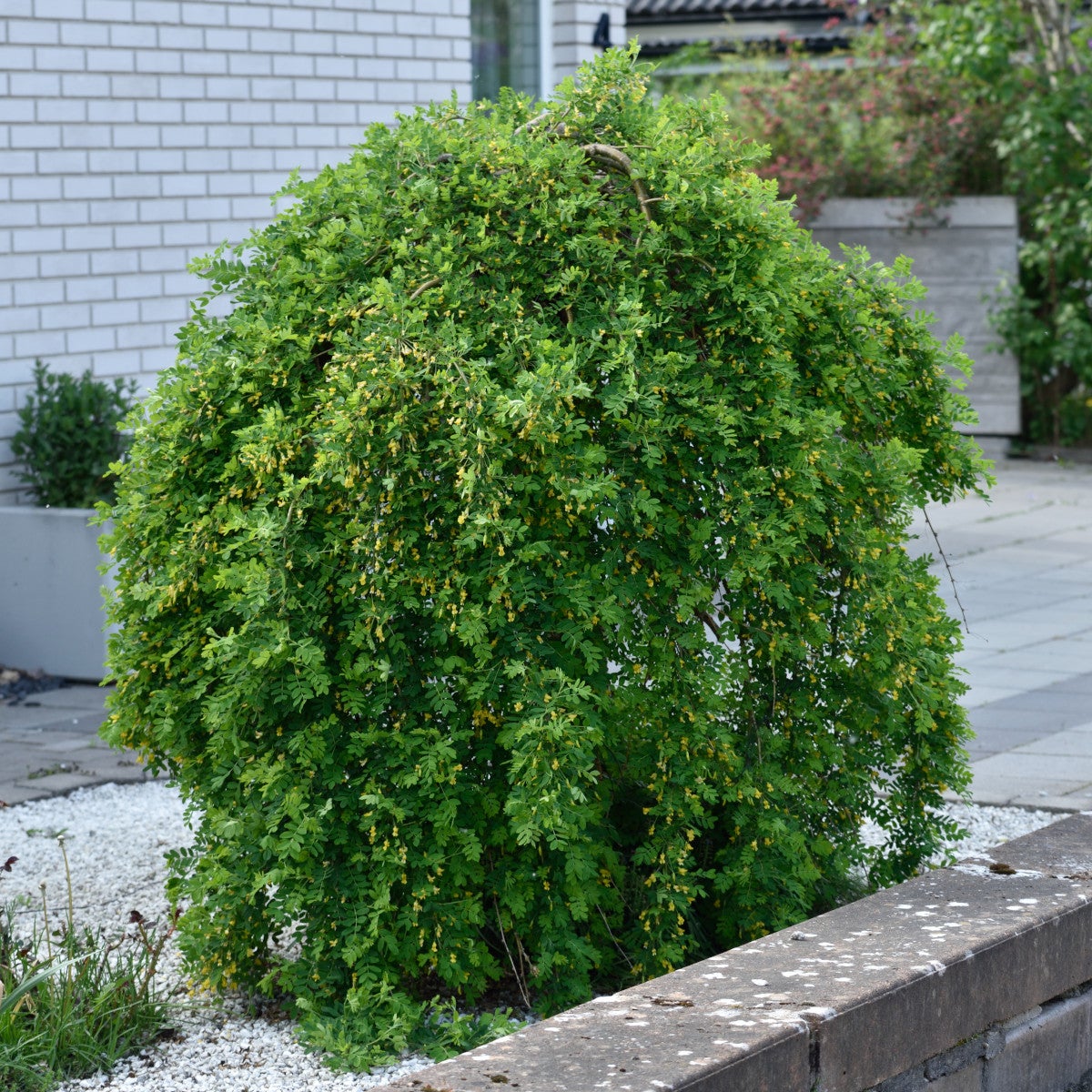 hängkaragan
