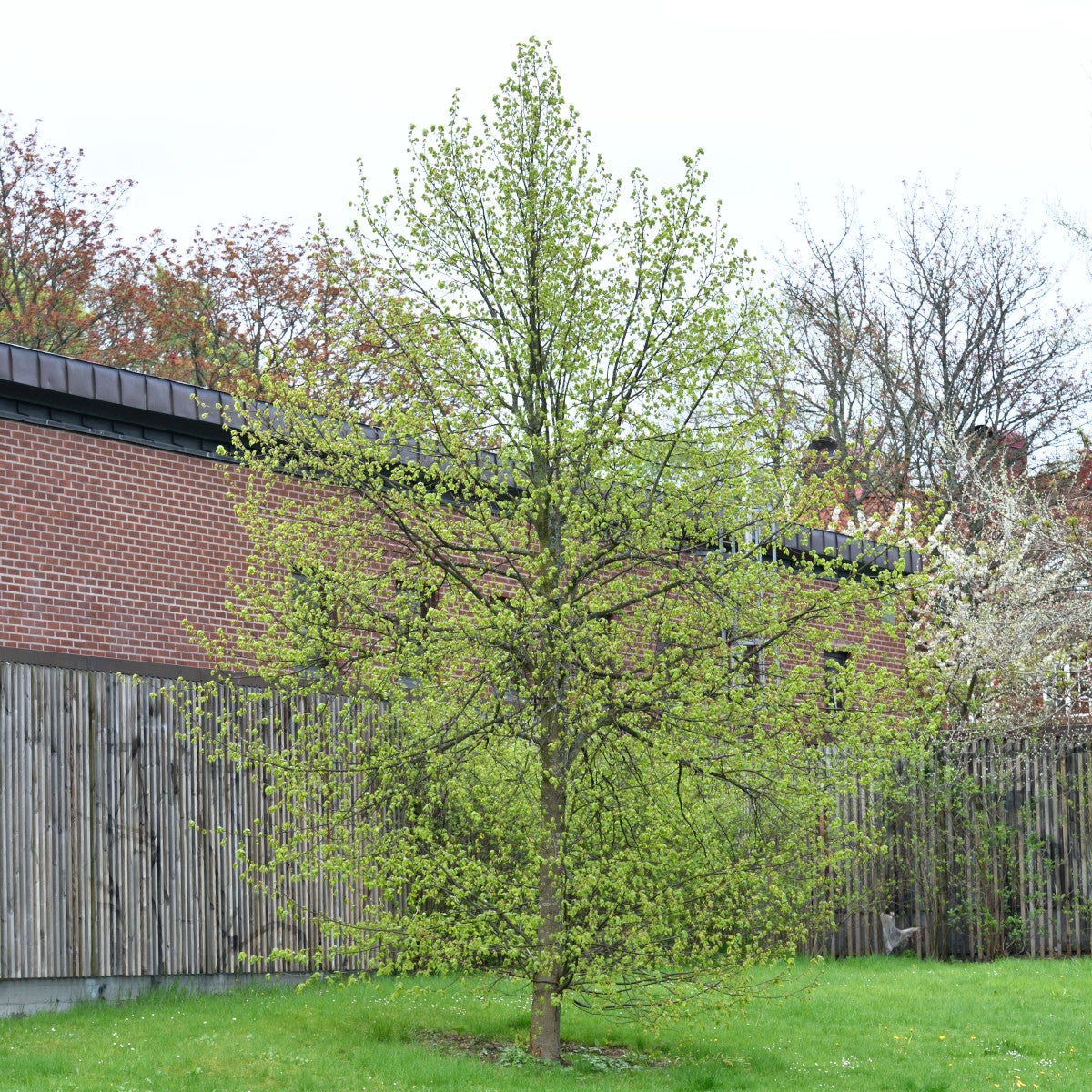 kungslind